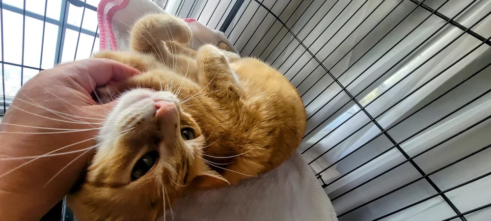 Relaxed orange cat getting belly rubs during a cat boarding stay