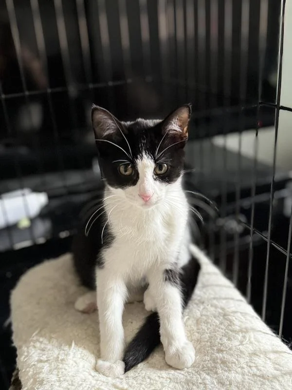 Tuxedo cat sitting in its condo looking at the camera
