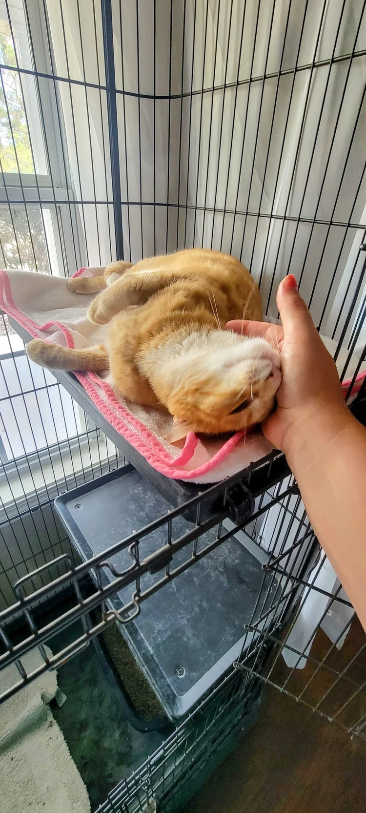 Orange cat stretched out on a pink blanket getting pets in its condo
