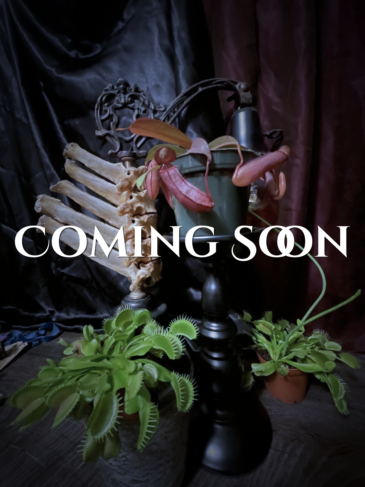 Coming Soon (1).png