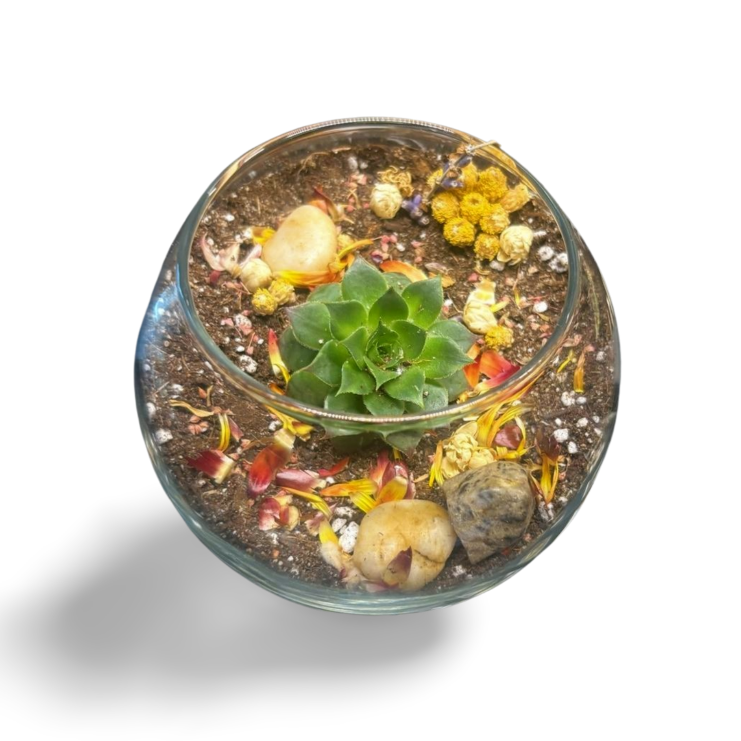 Small Glass Terrarium