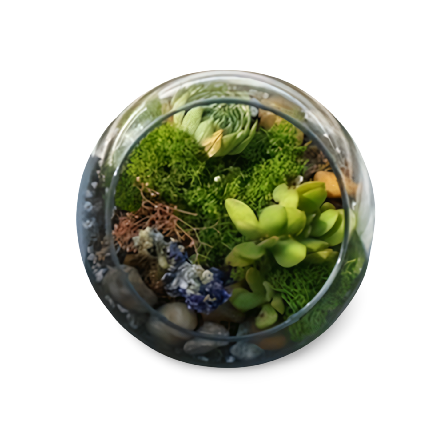 Large Glass Terrarium