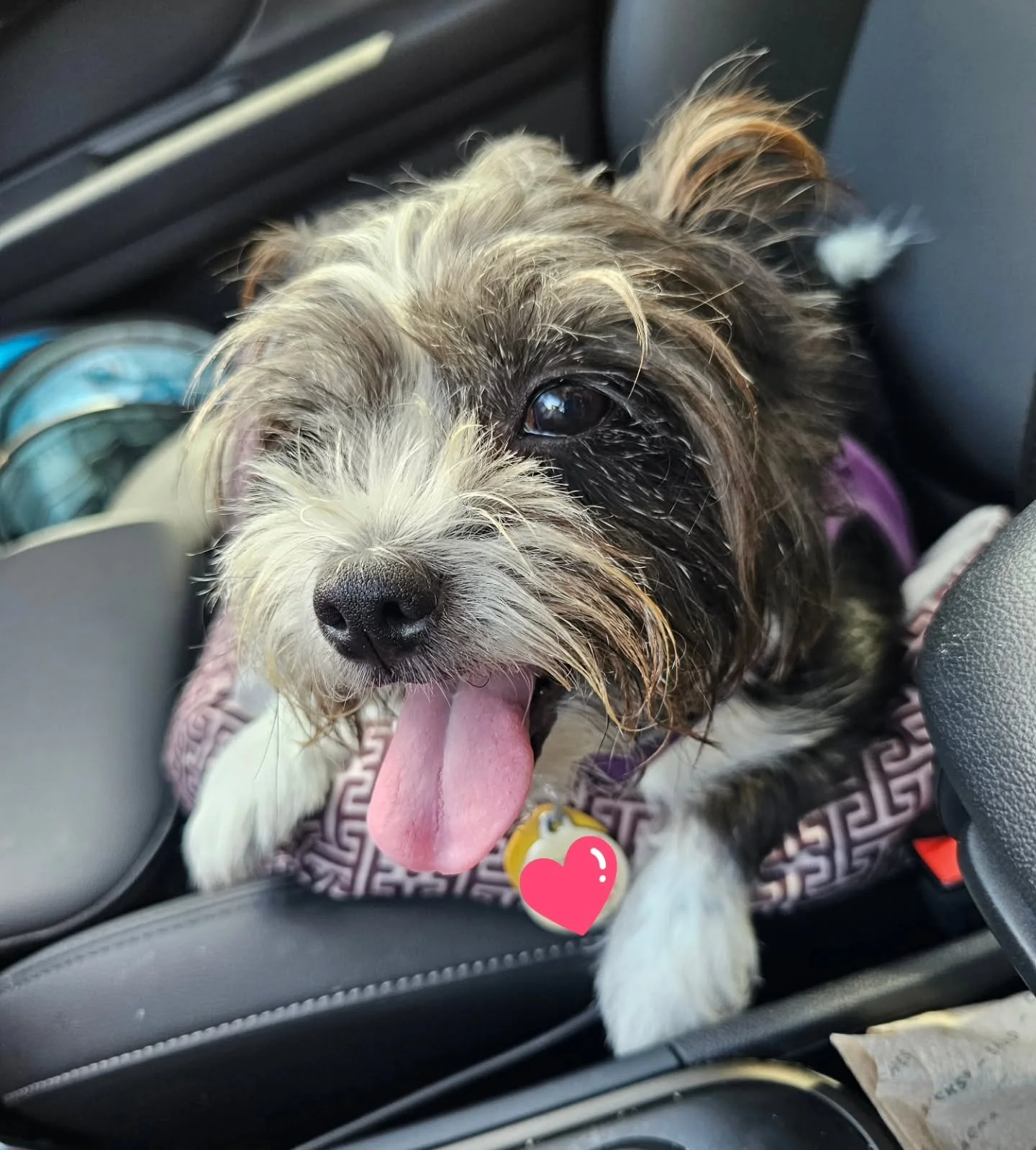 Reunited with my girl after moving out of our apt, a trip to California, &amp; the Smut Lovers convention in Orlando. I MISSED HER SO MUCH! Thank you, Sarah, for taking such good care of her. 💜💜💜 #DogMom #FurBaby