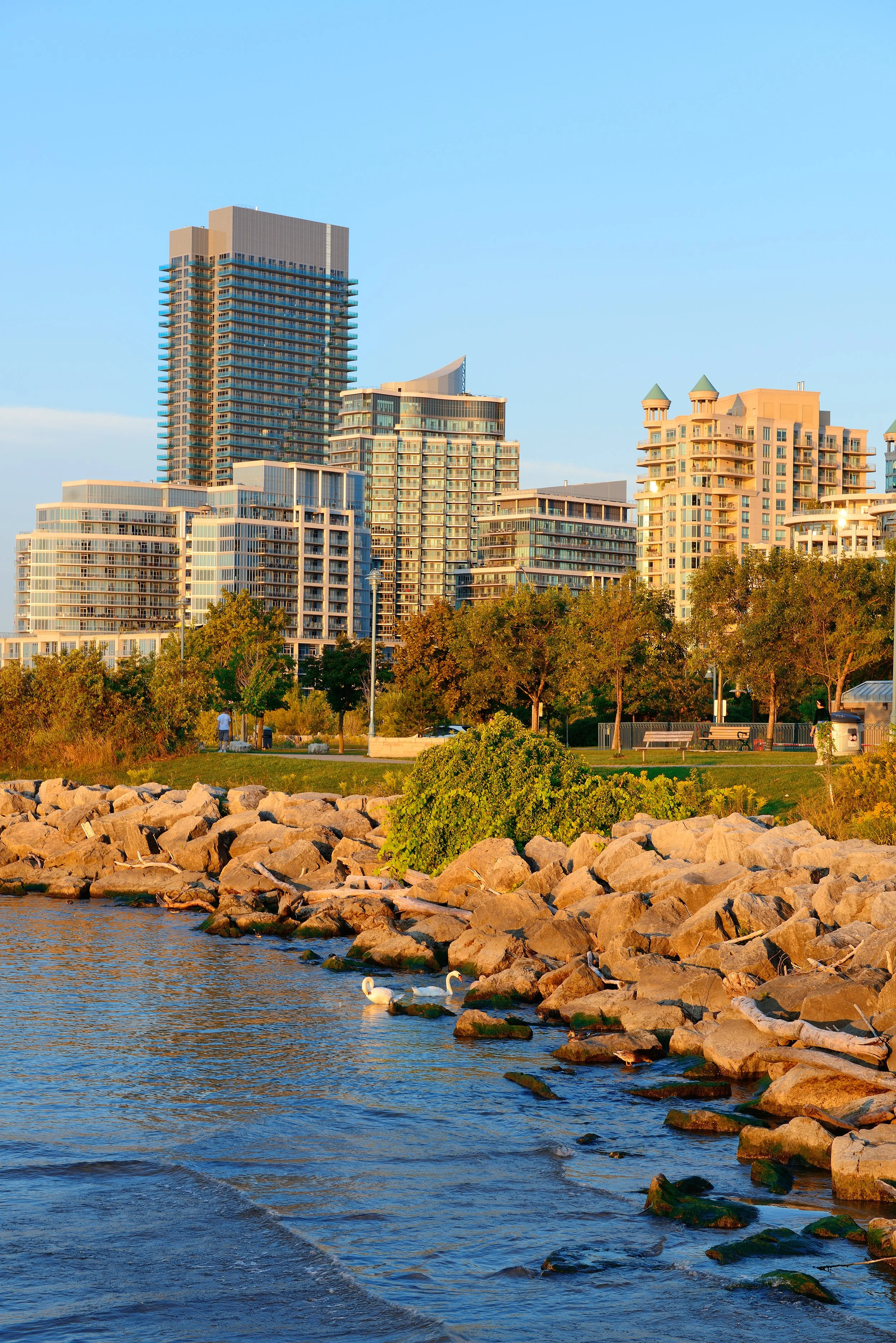 A cityscape with modern high-rise buildings overlooking a rocky shoreline and water. Swans are swimming near the rocks, and trees are visible in a park area in the foreground during sunset.