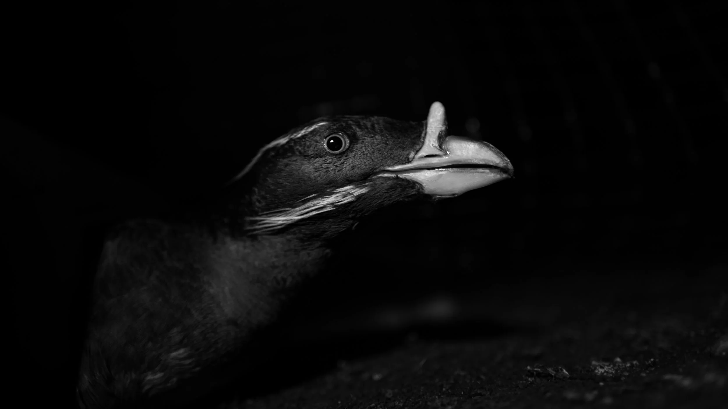 B&W-06.jpg