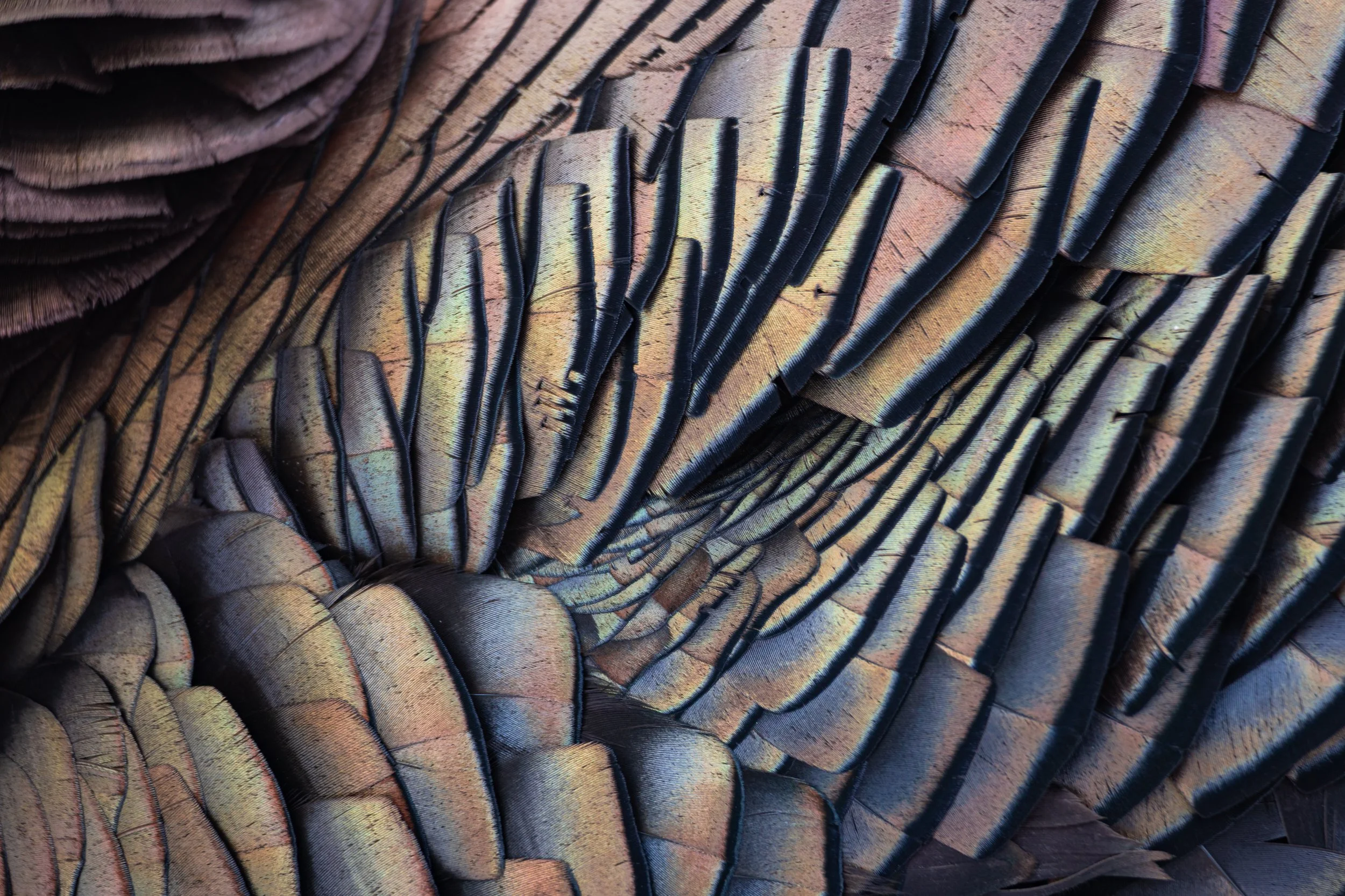 plumage.jpg