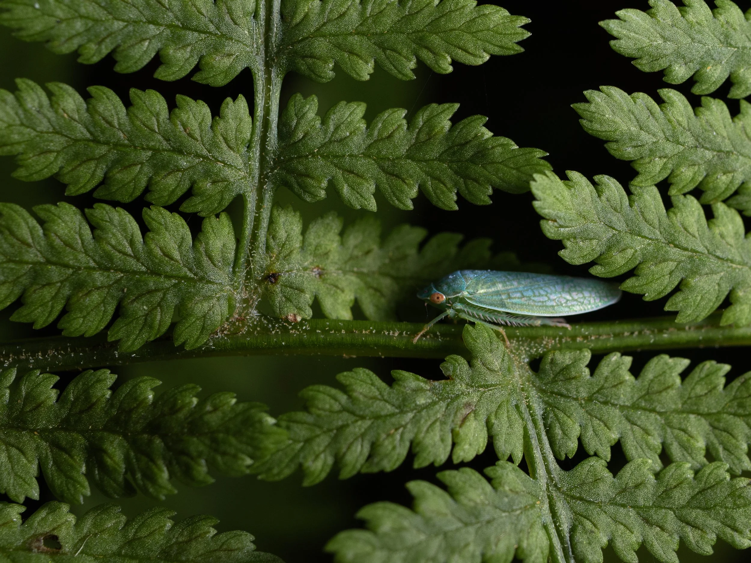 bugportfolio-B-3.jpg