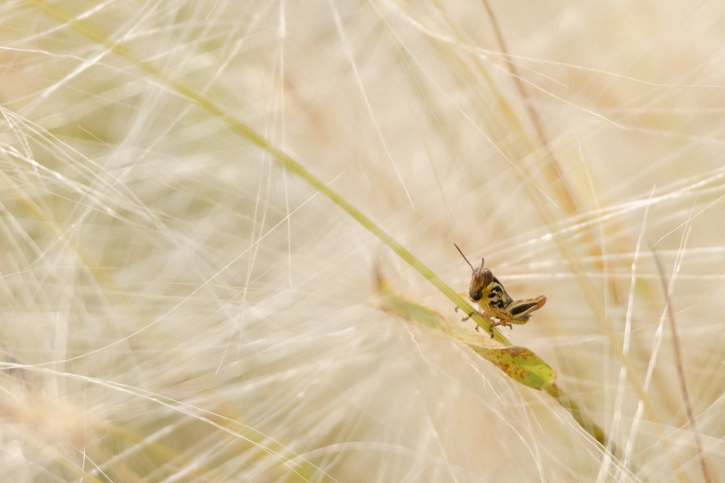 bugportfolio-B-6.jpg