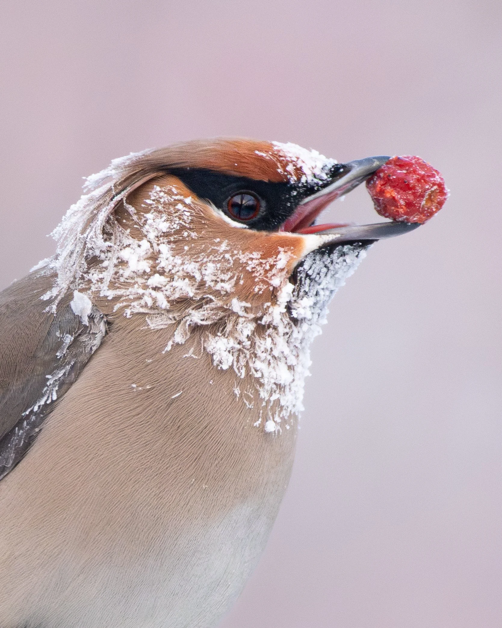 berry_brainfreeze-22.jpg