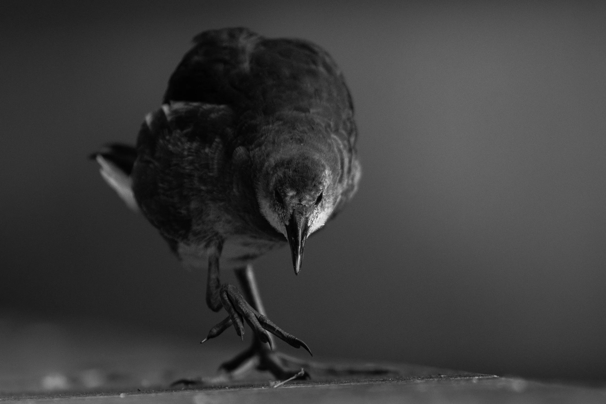 B&W-18.jpg