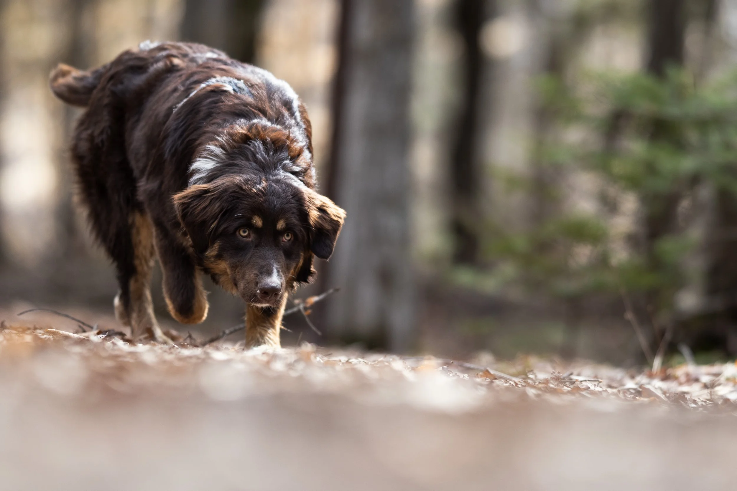 pet_photoshoots-30.jpg