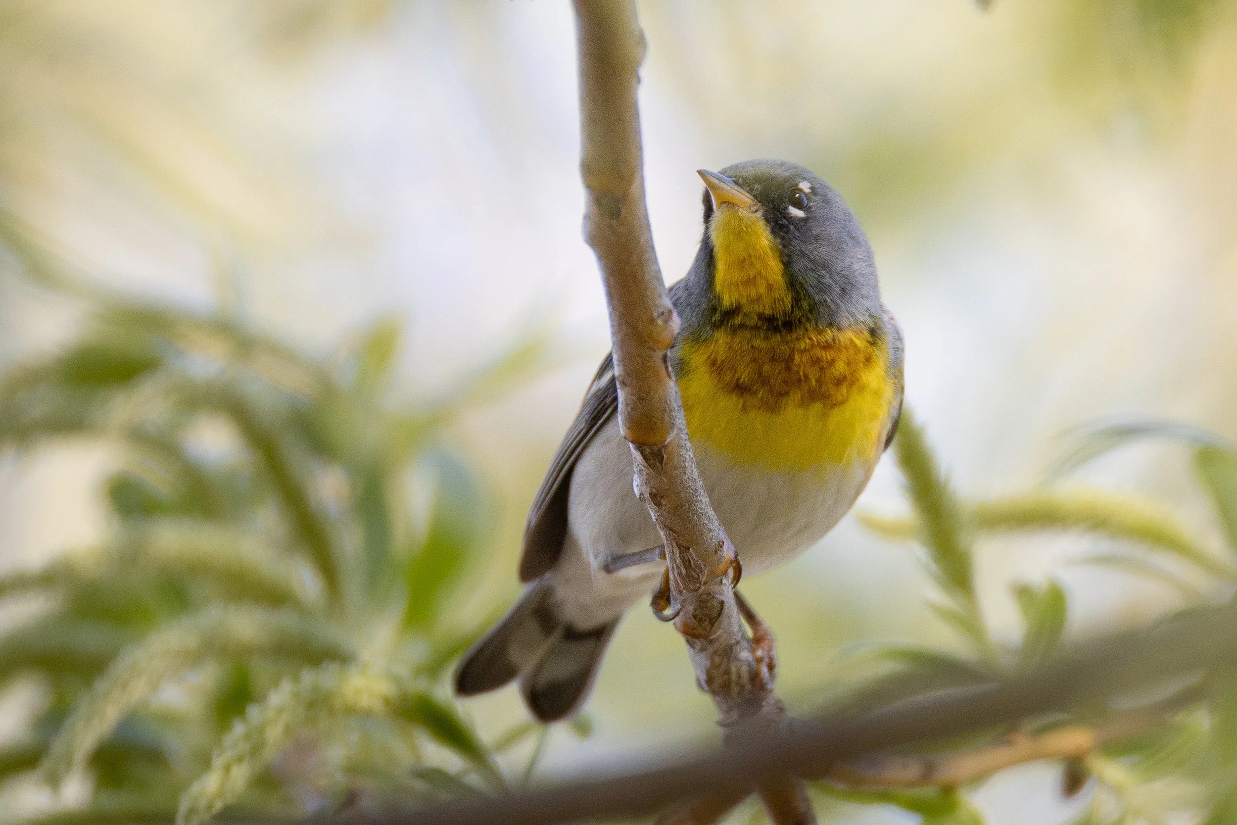 warblers-24.jpg