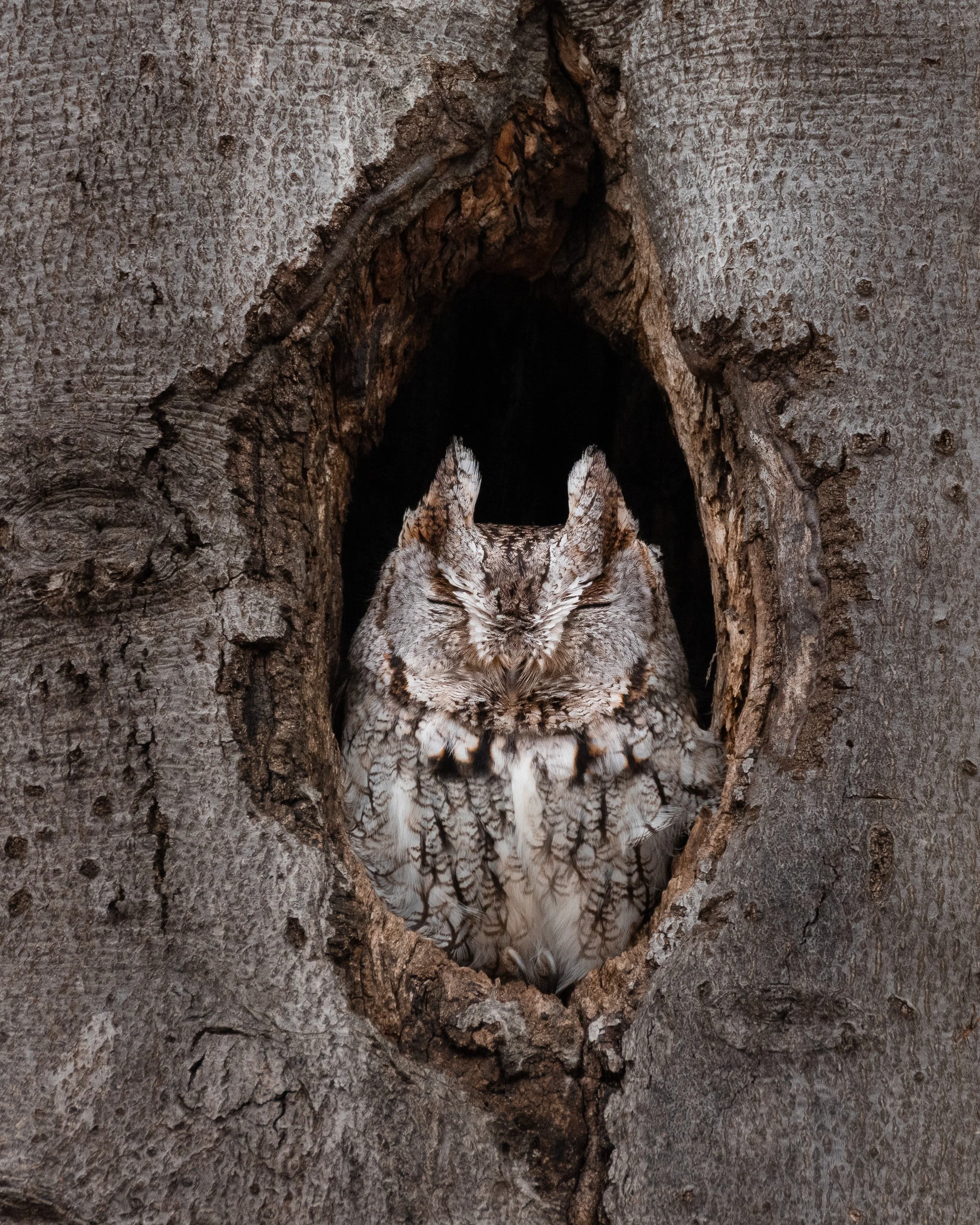 bark-06.jpg