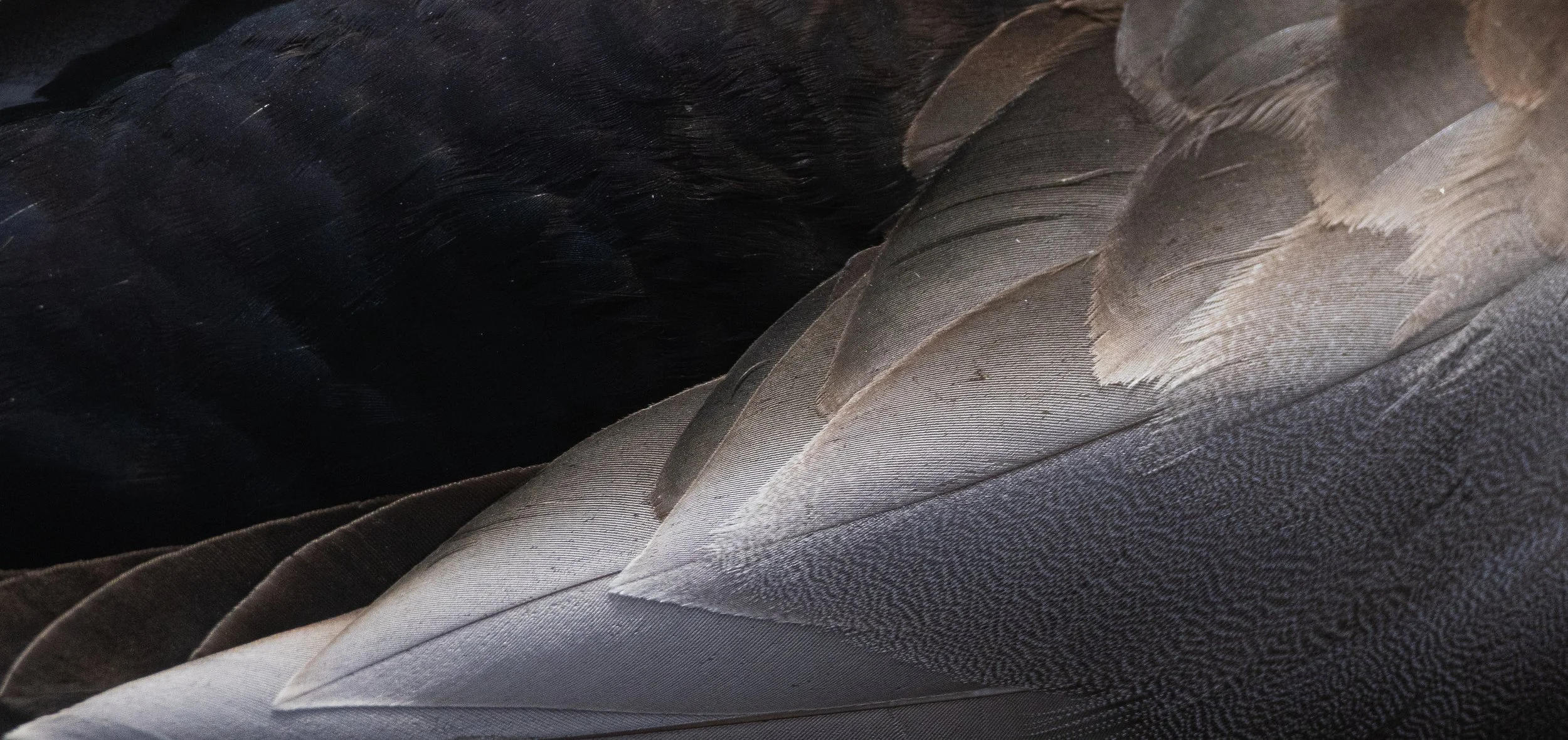 plumage-6.jpg
