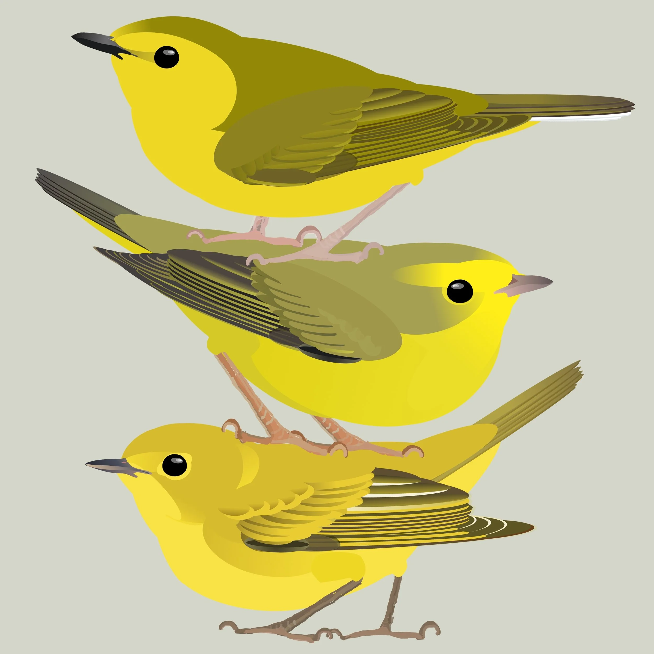 Fall warbler Identification: Hooded vs. Wilson’s vs. Northern Yellow Warbler