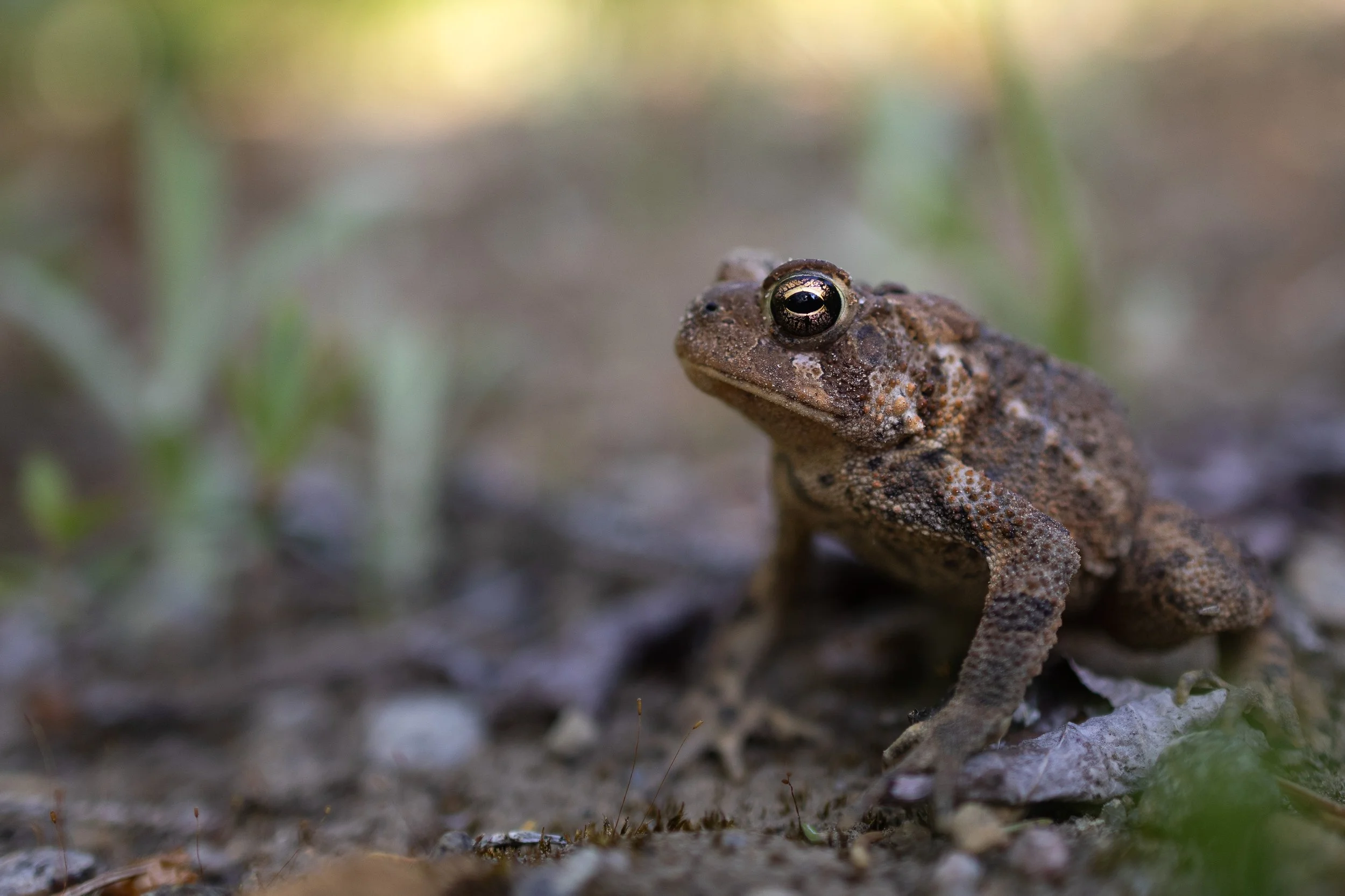 herp-5.jpg