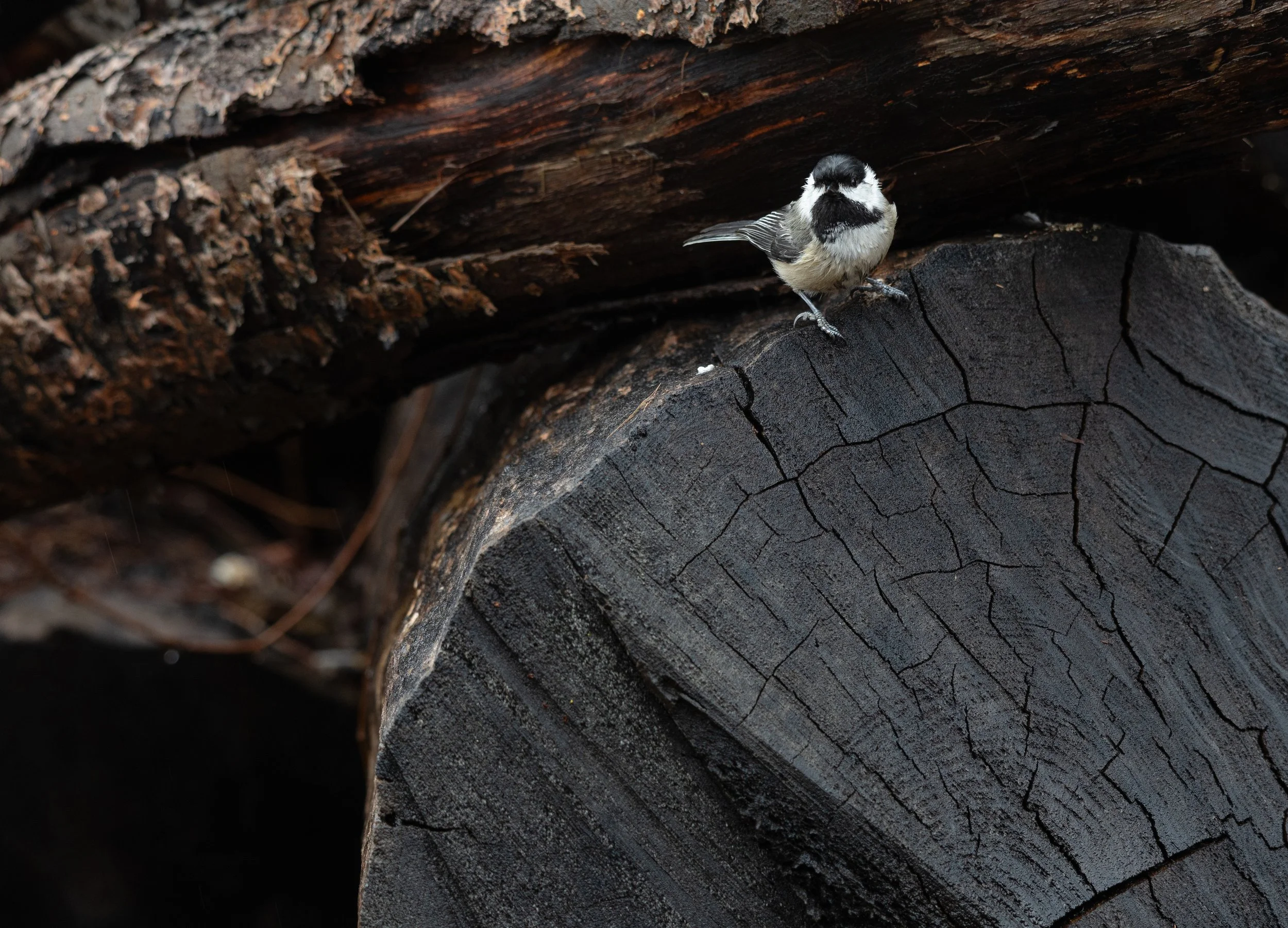 bark-2.jpg