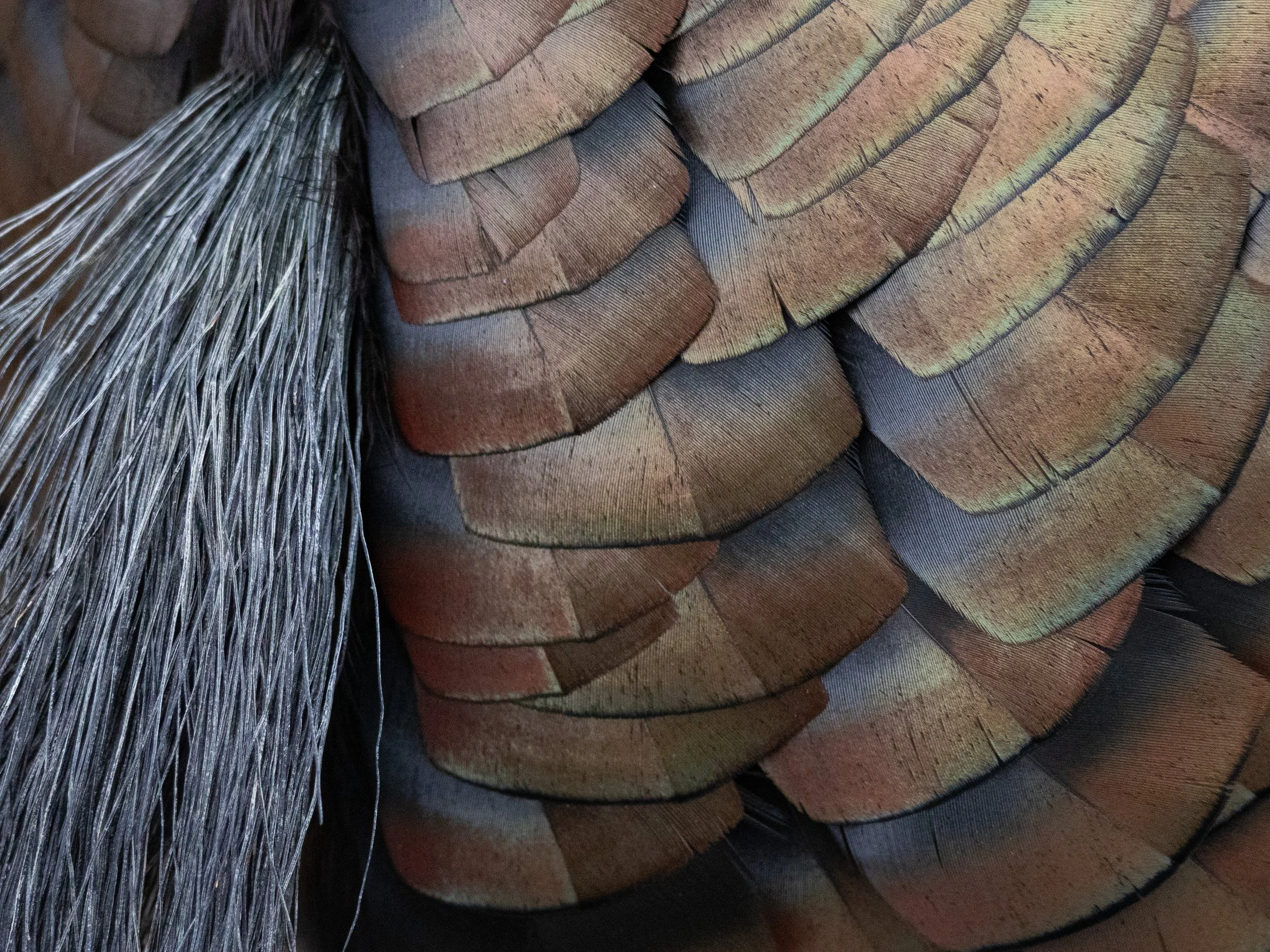 plumage2.jpg