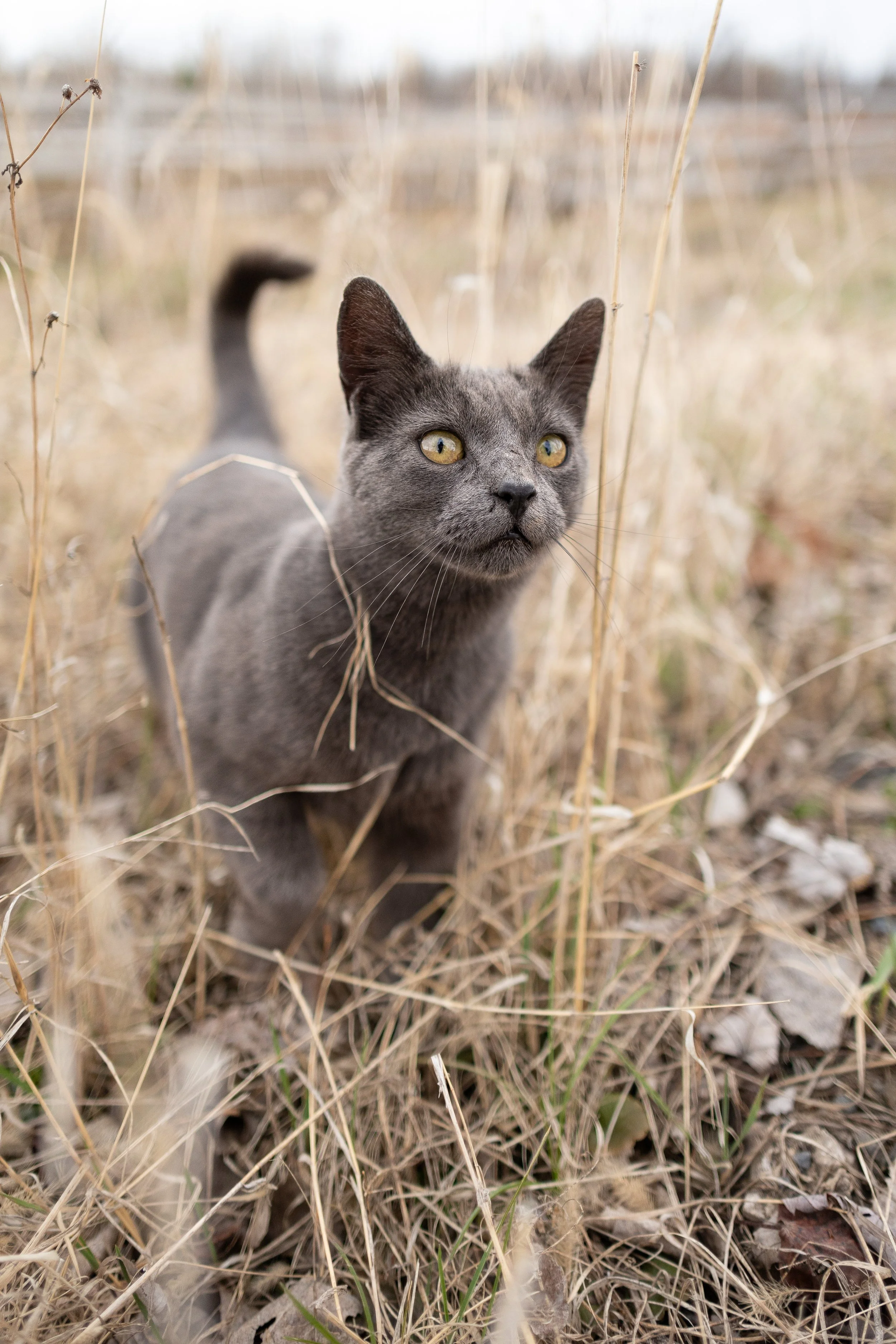 pet_photoshoots-7.jpg
