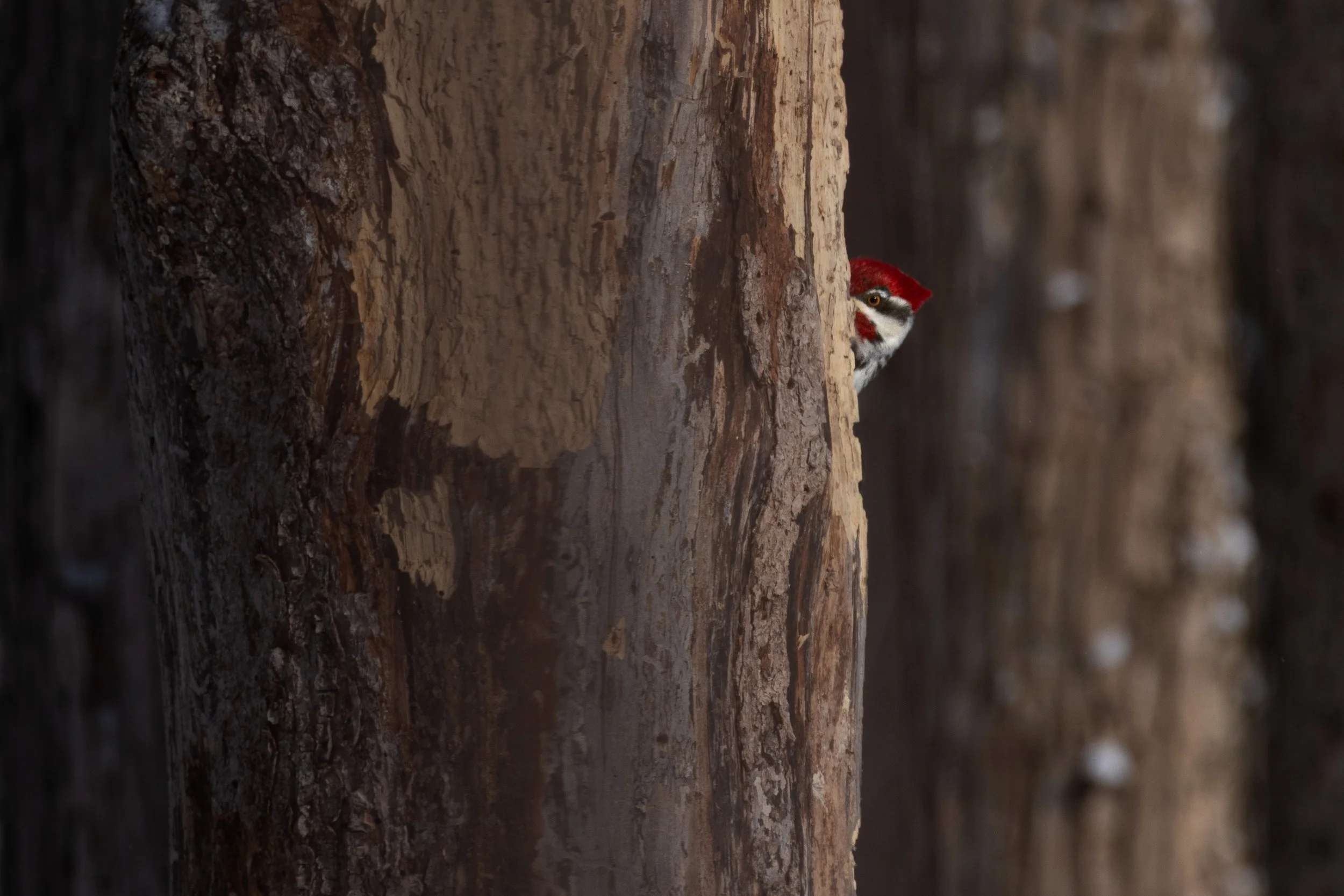 bark-16.jpg