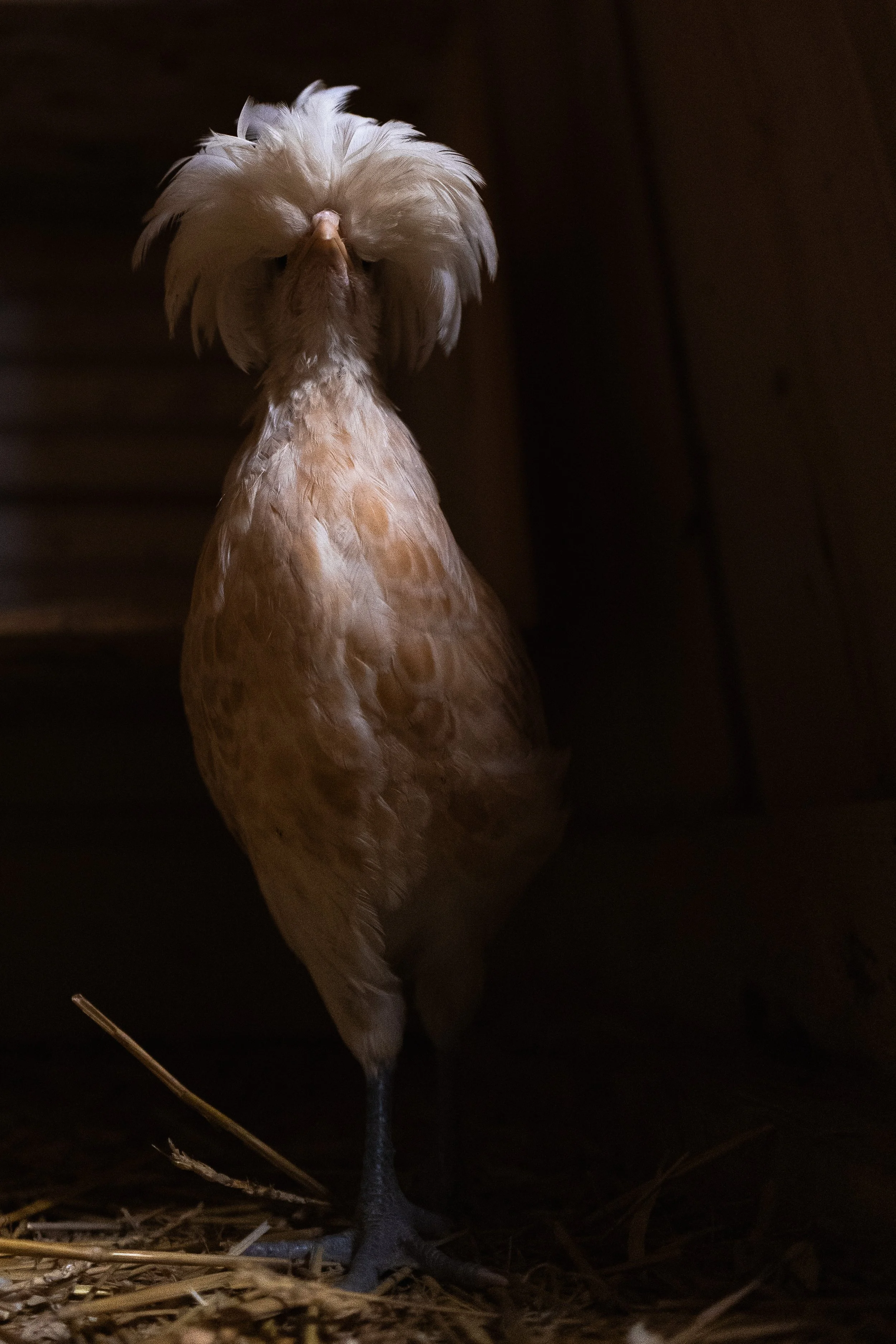 pet_photoshoots-1.jpg
