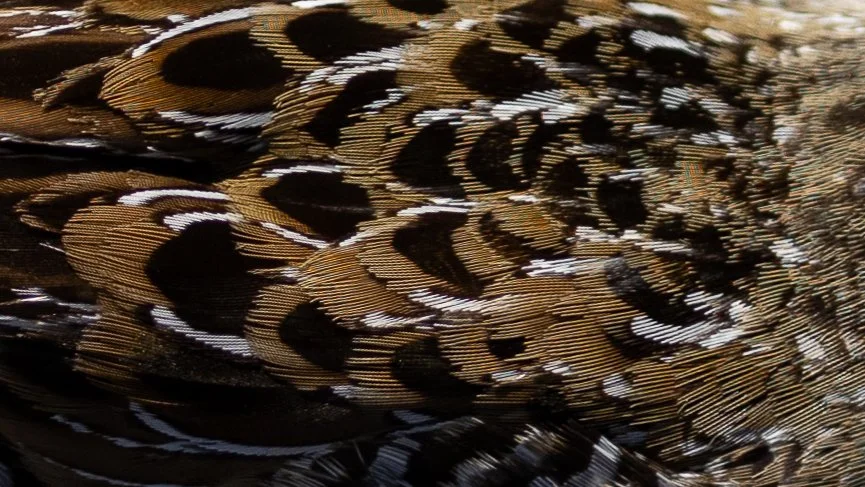 plumage-4.jpg