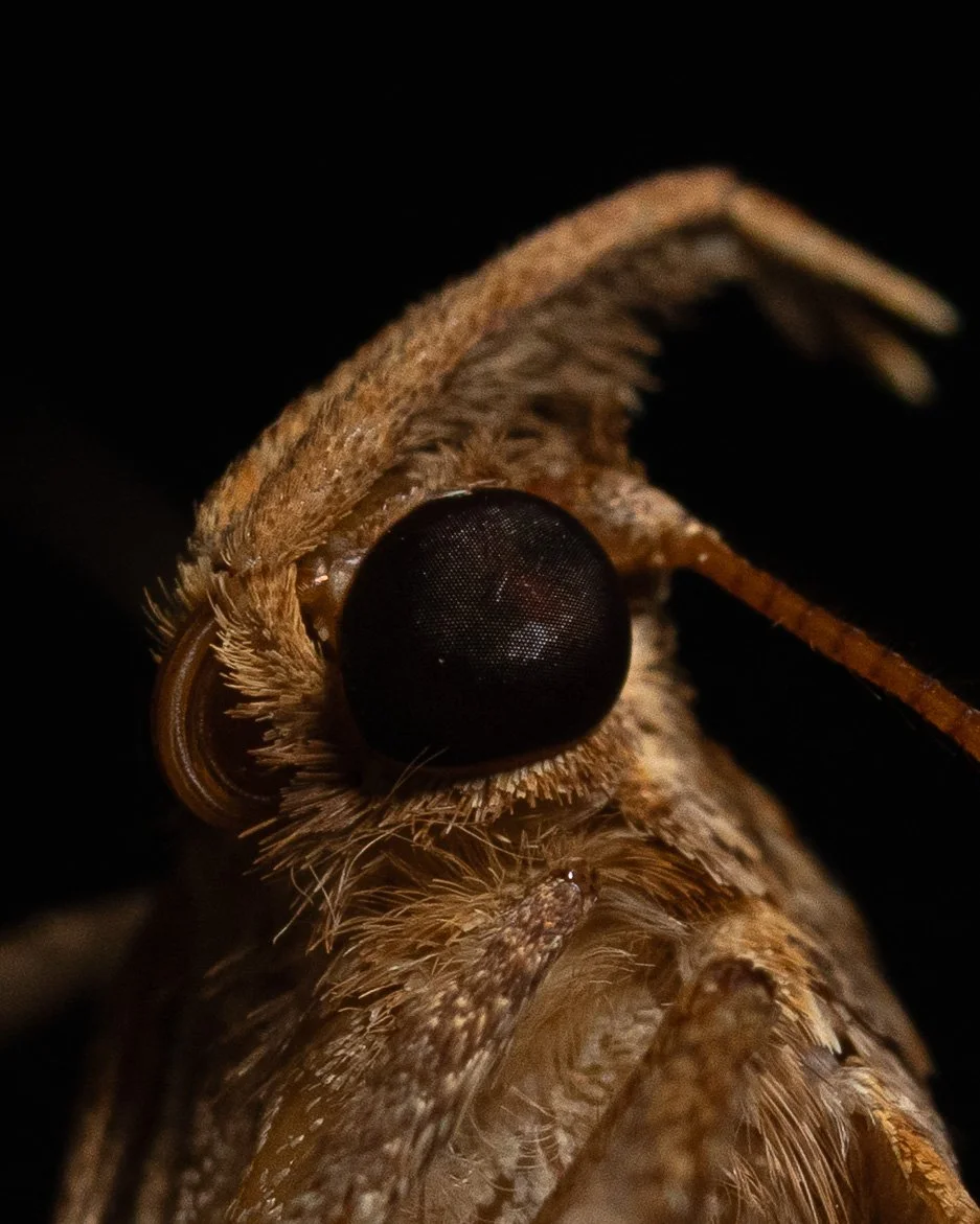bugs-07.jpg