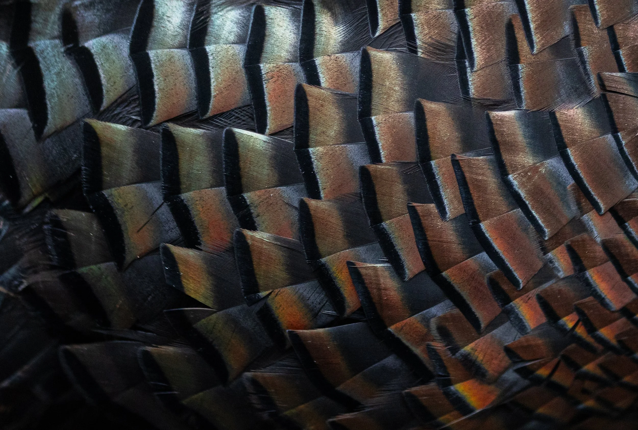 plumage-2.jpg