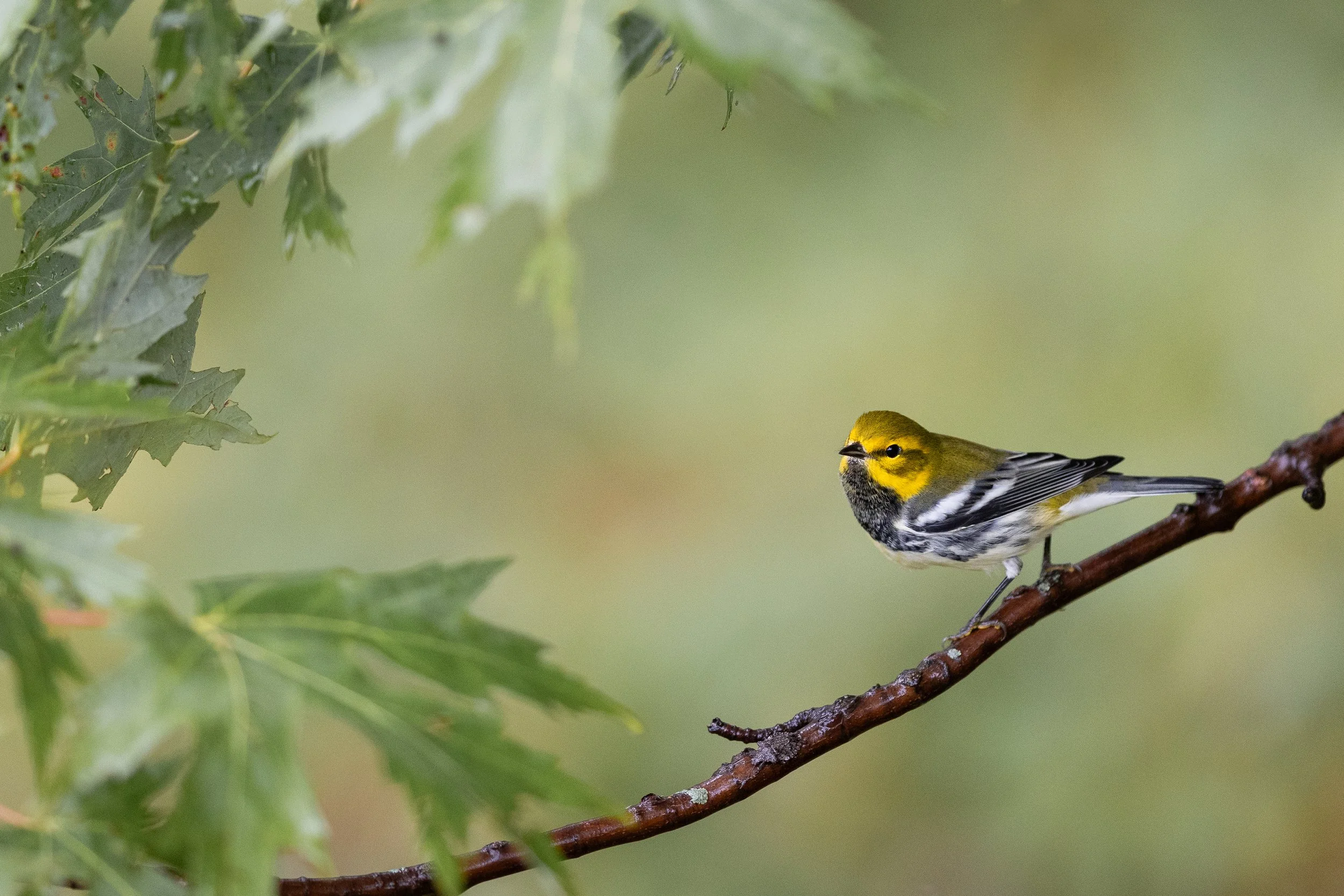 warblers-05.jpg