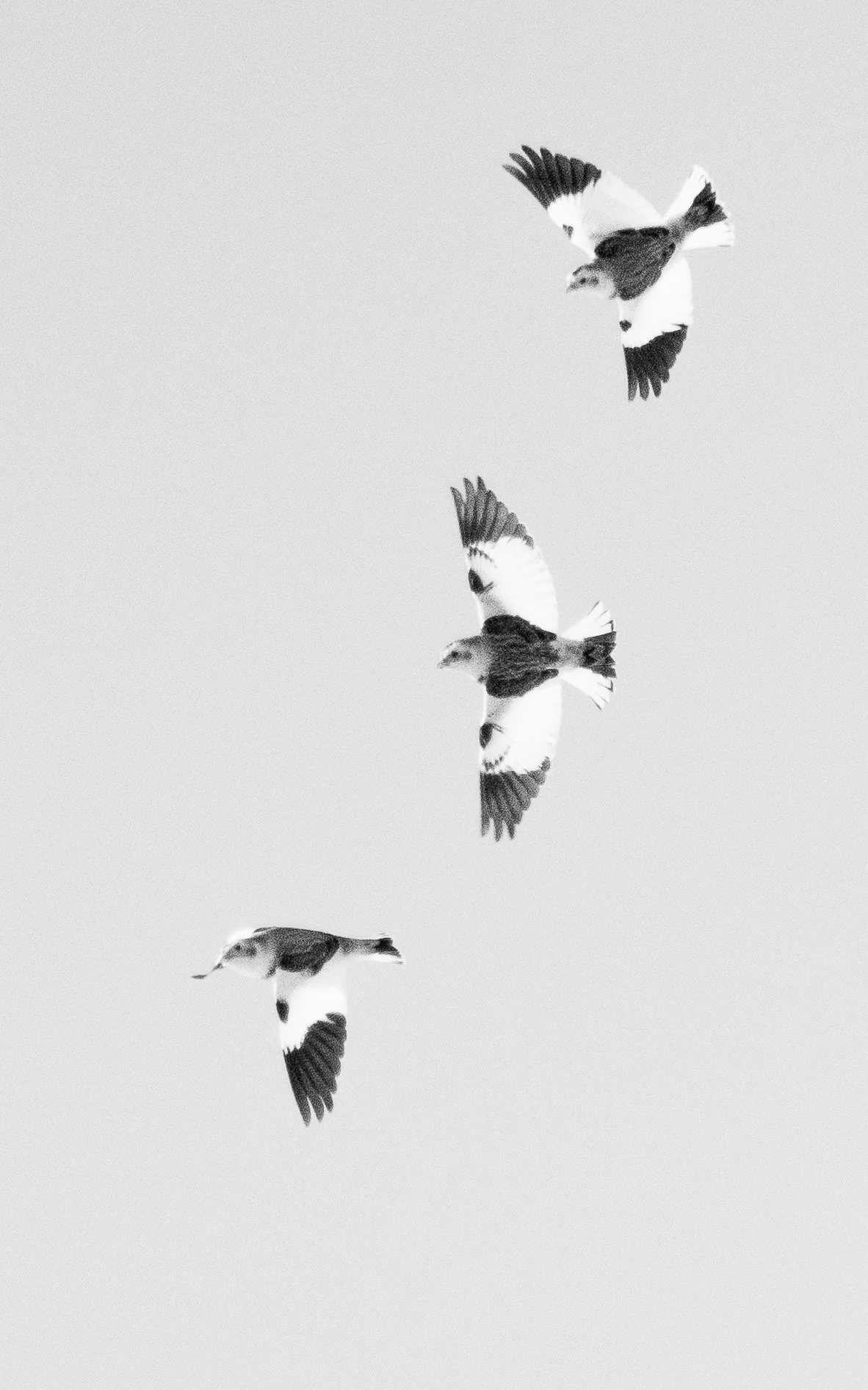 B&W-11.jpg