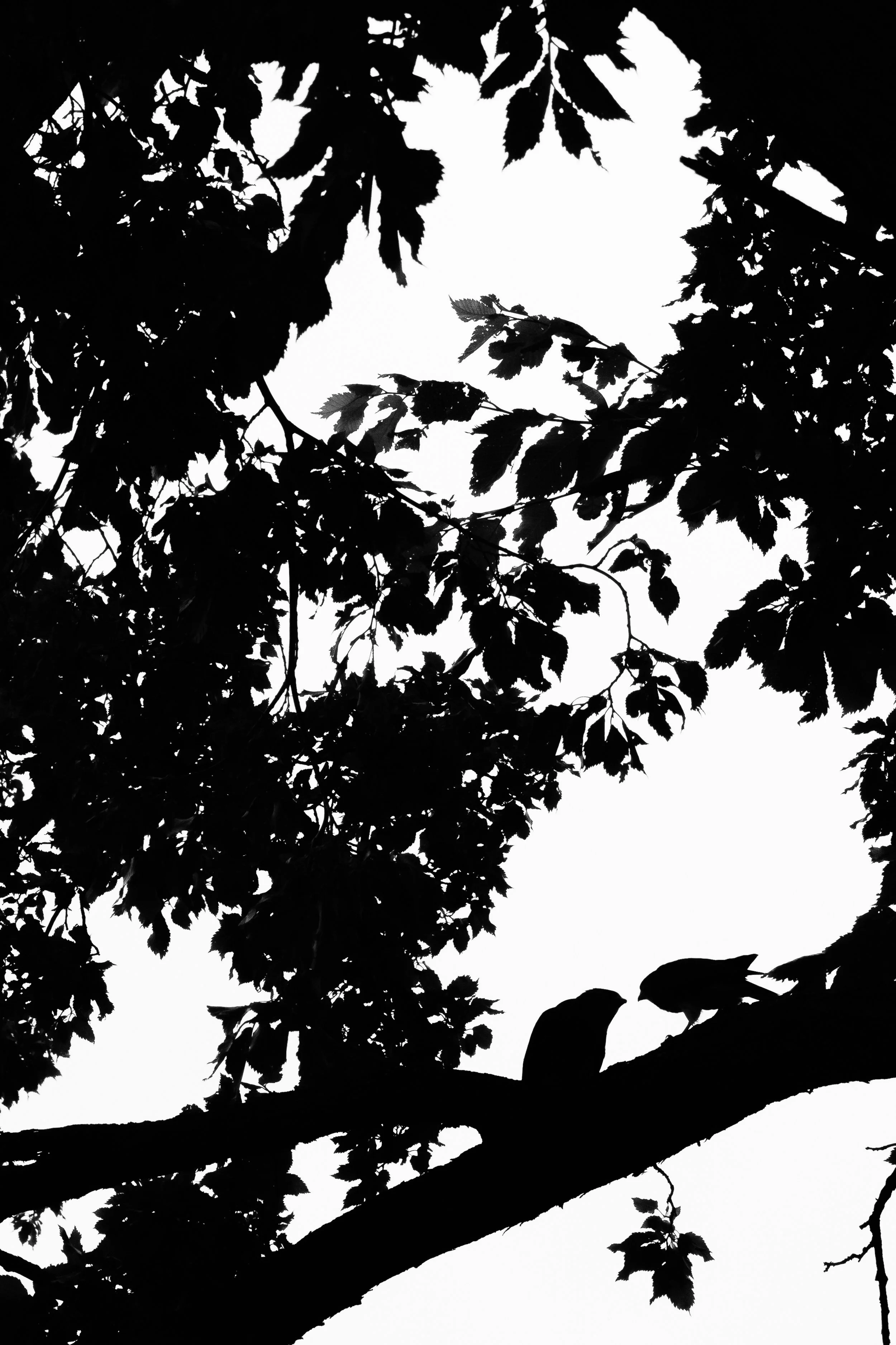 B&W-15.jpg