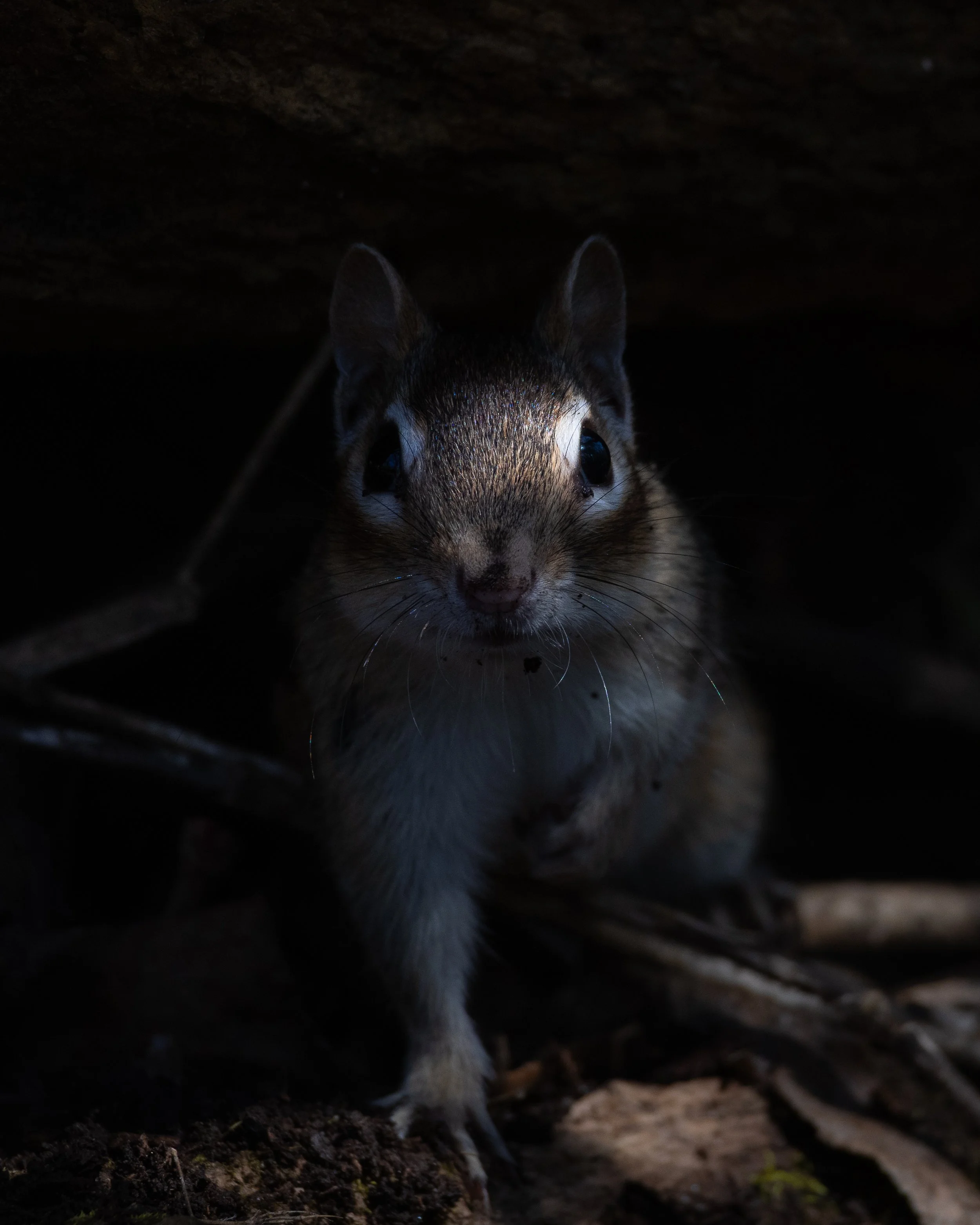 mammal-05.jpg
