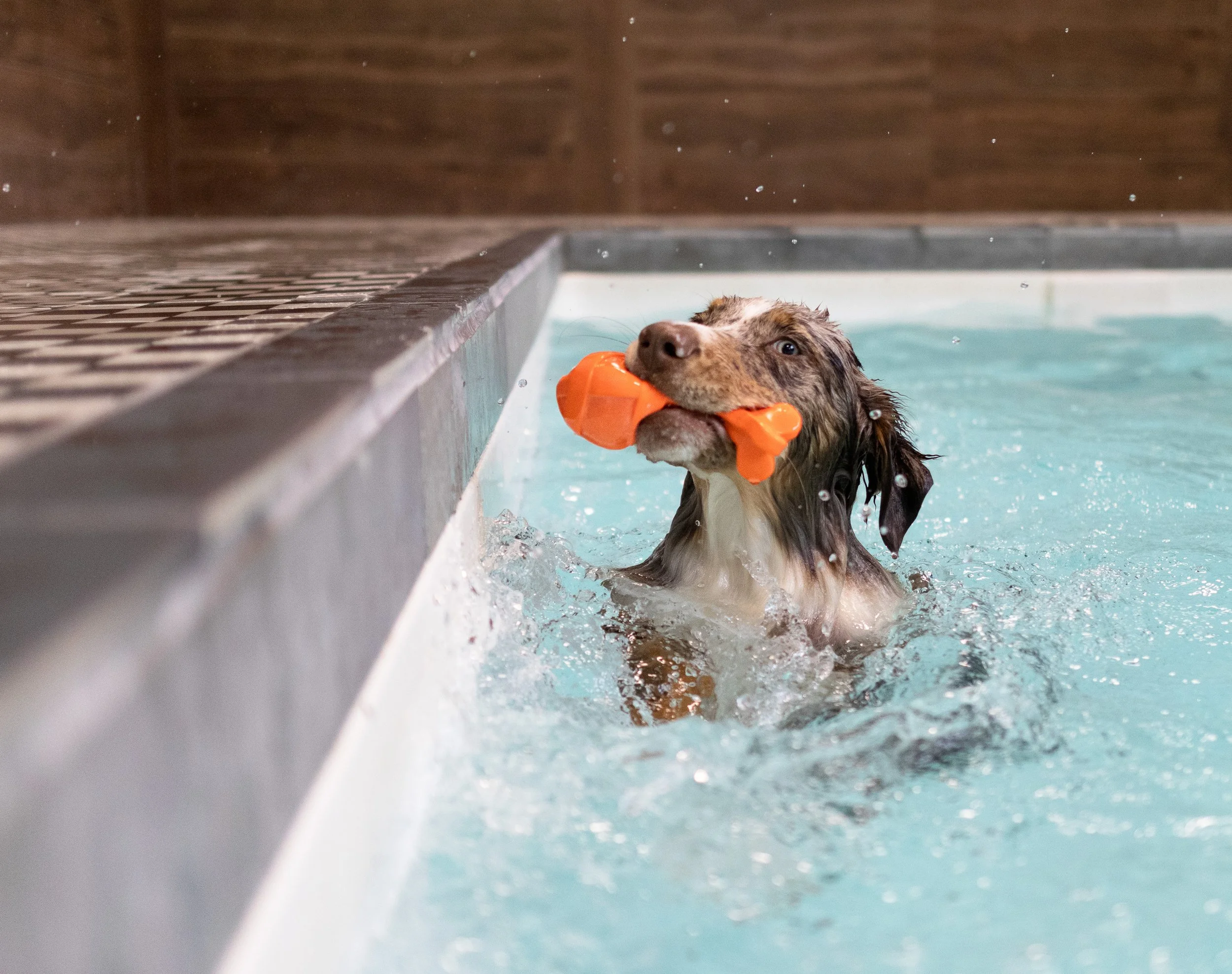 pet_photoshoots-32.jpg
