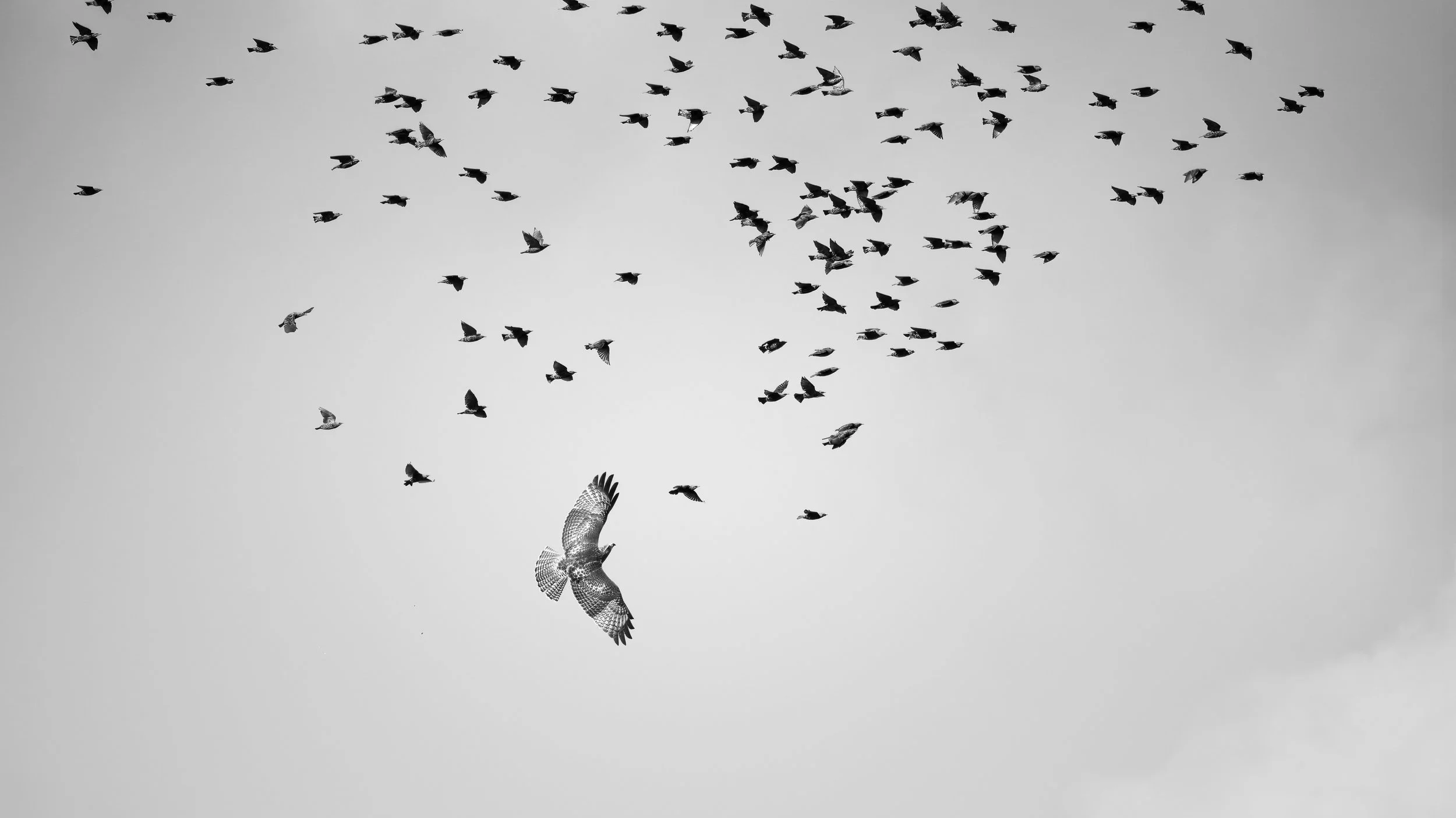 portfolio_-96.jpg