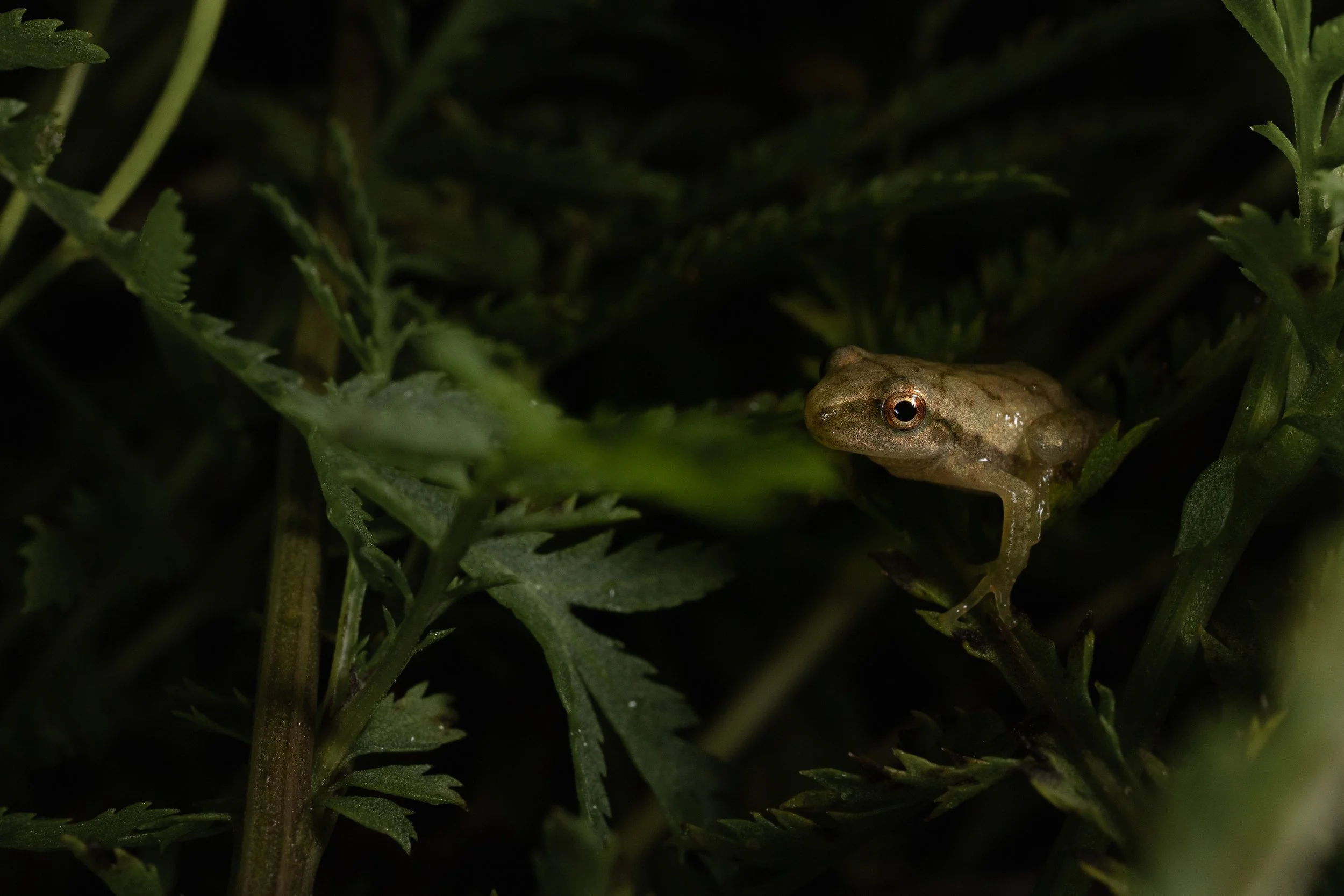 herp-2.jpg