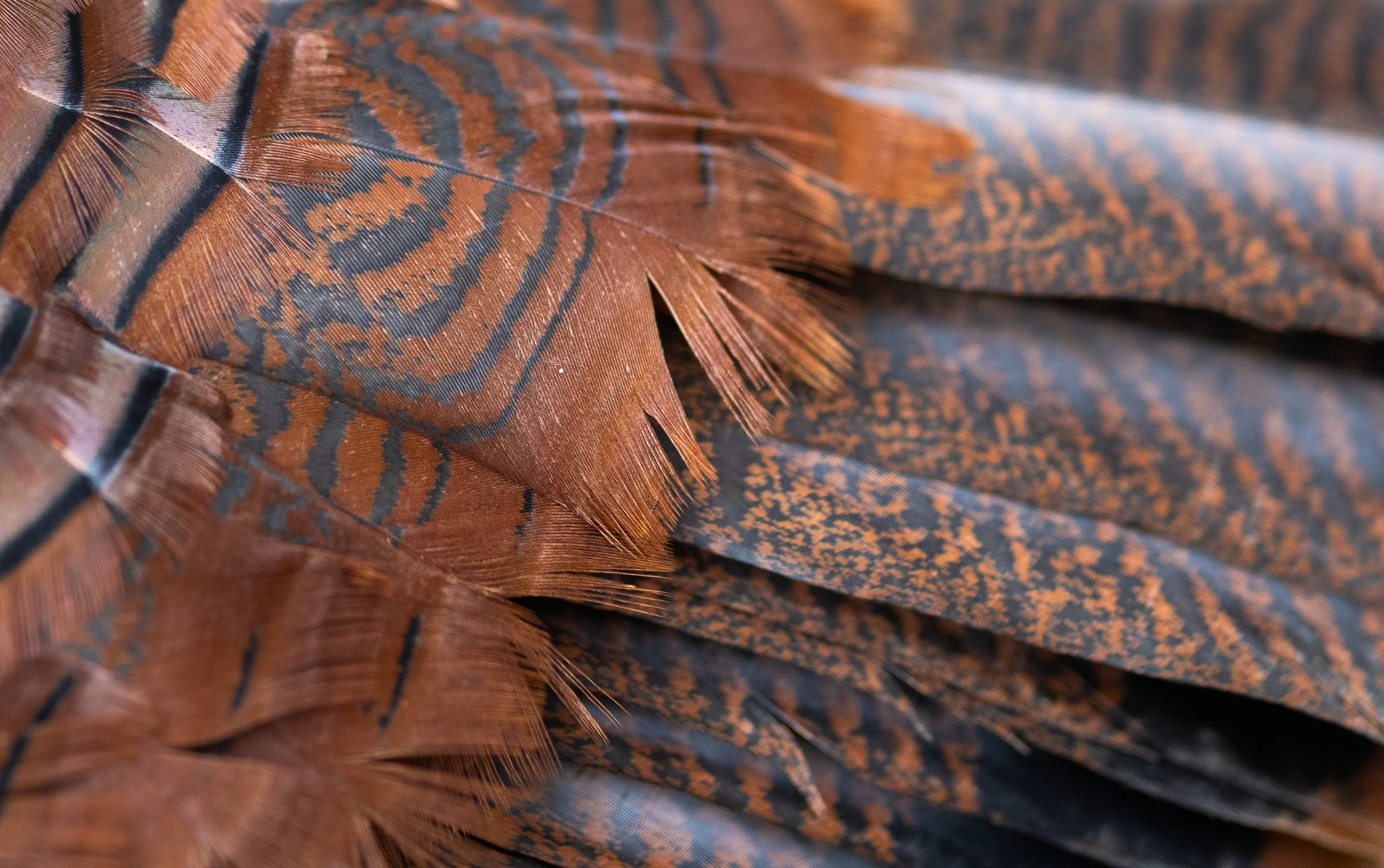 plumage-3.jpg