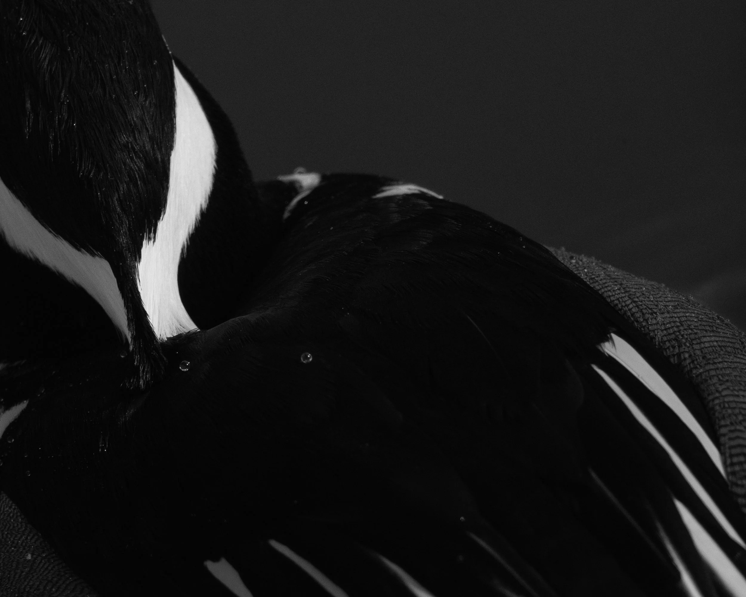B&W-17.jpg