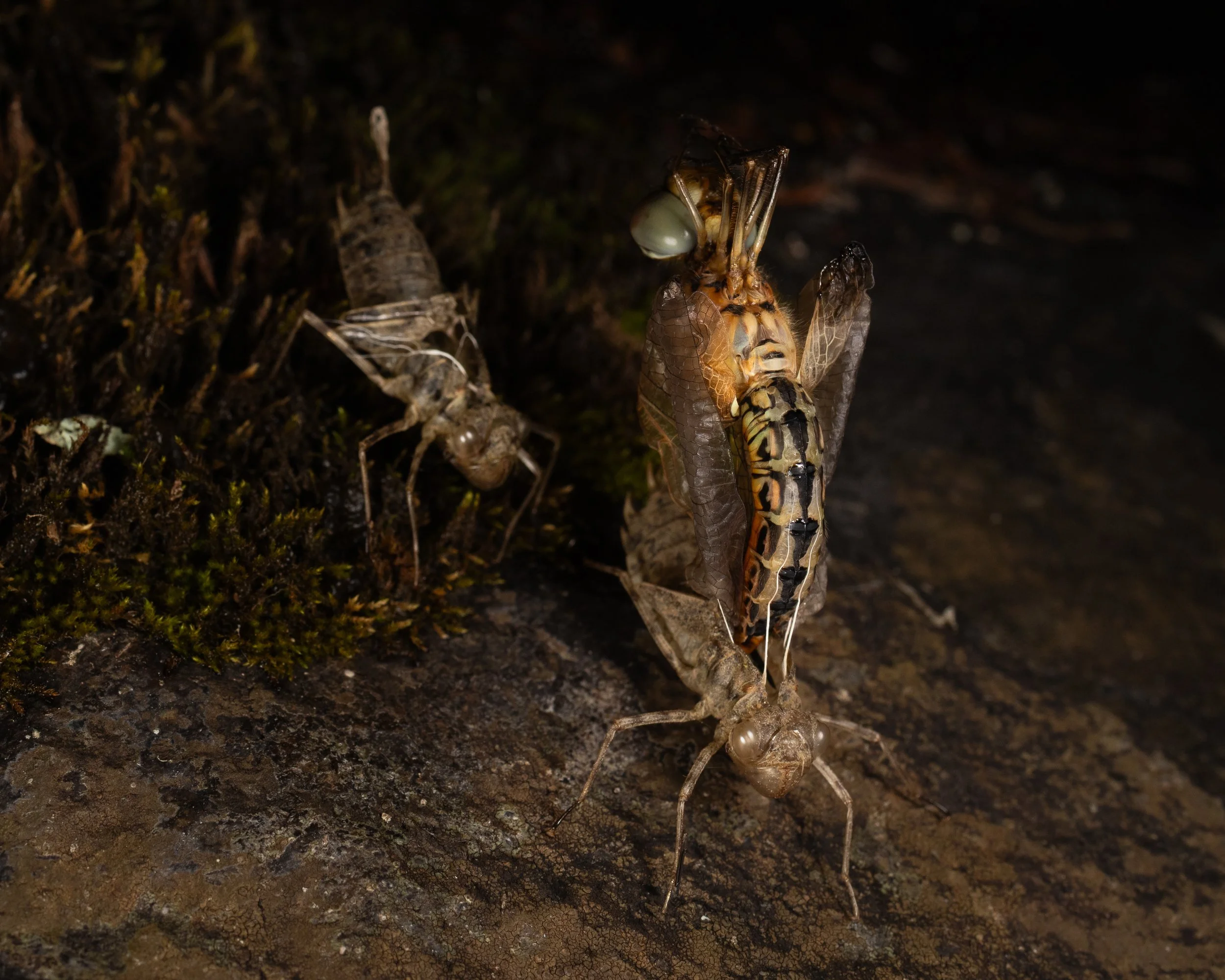 bugportfolio-B-1.jpg
