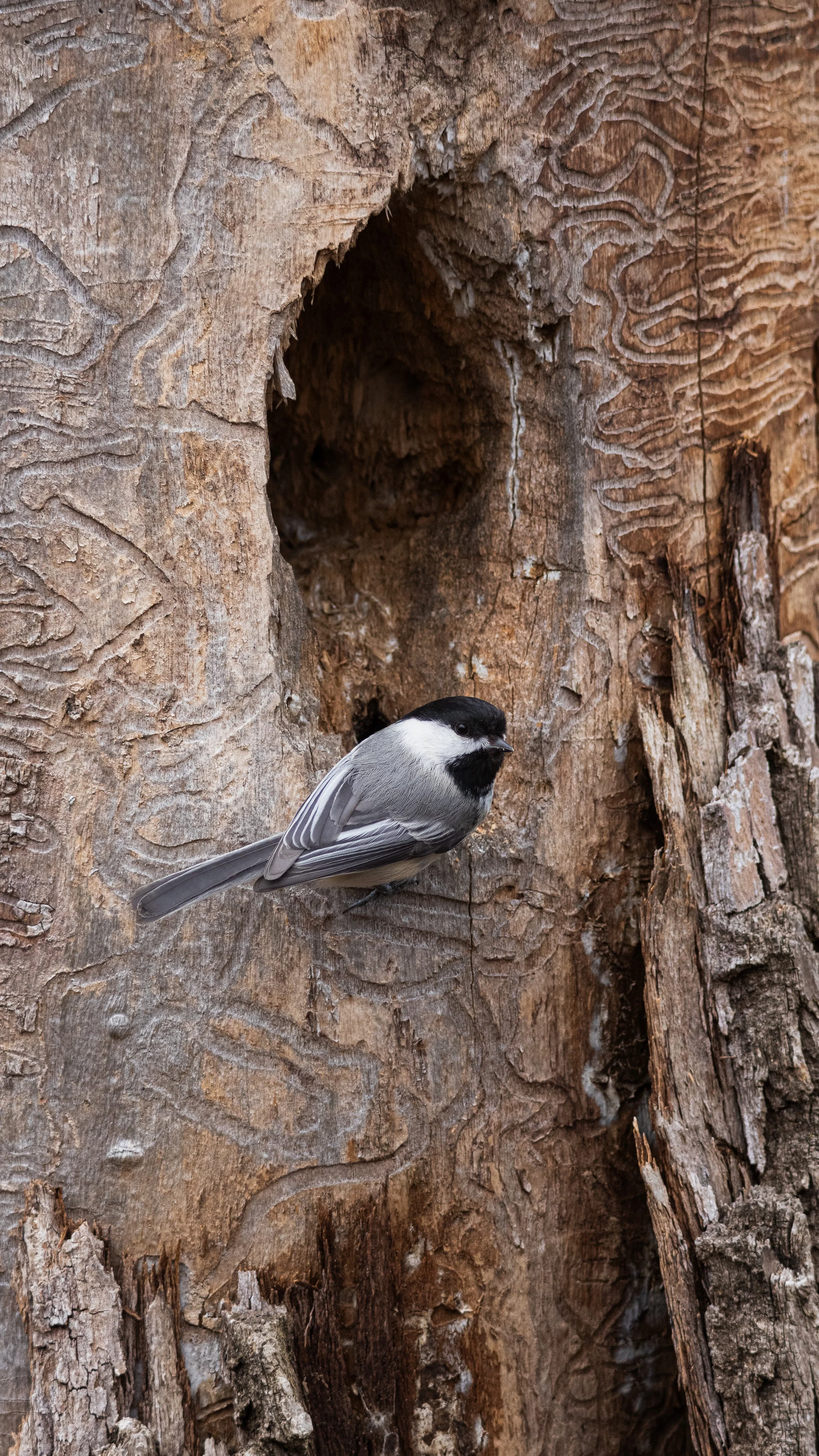 bark-10.jpg