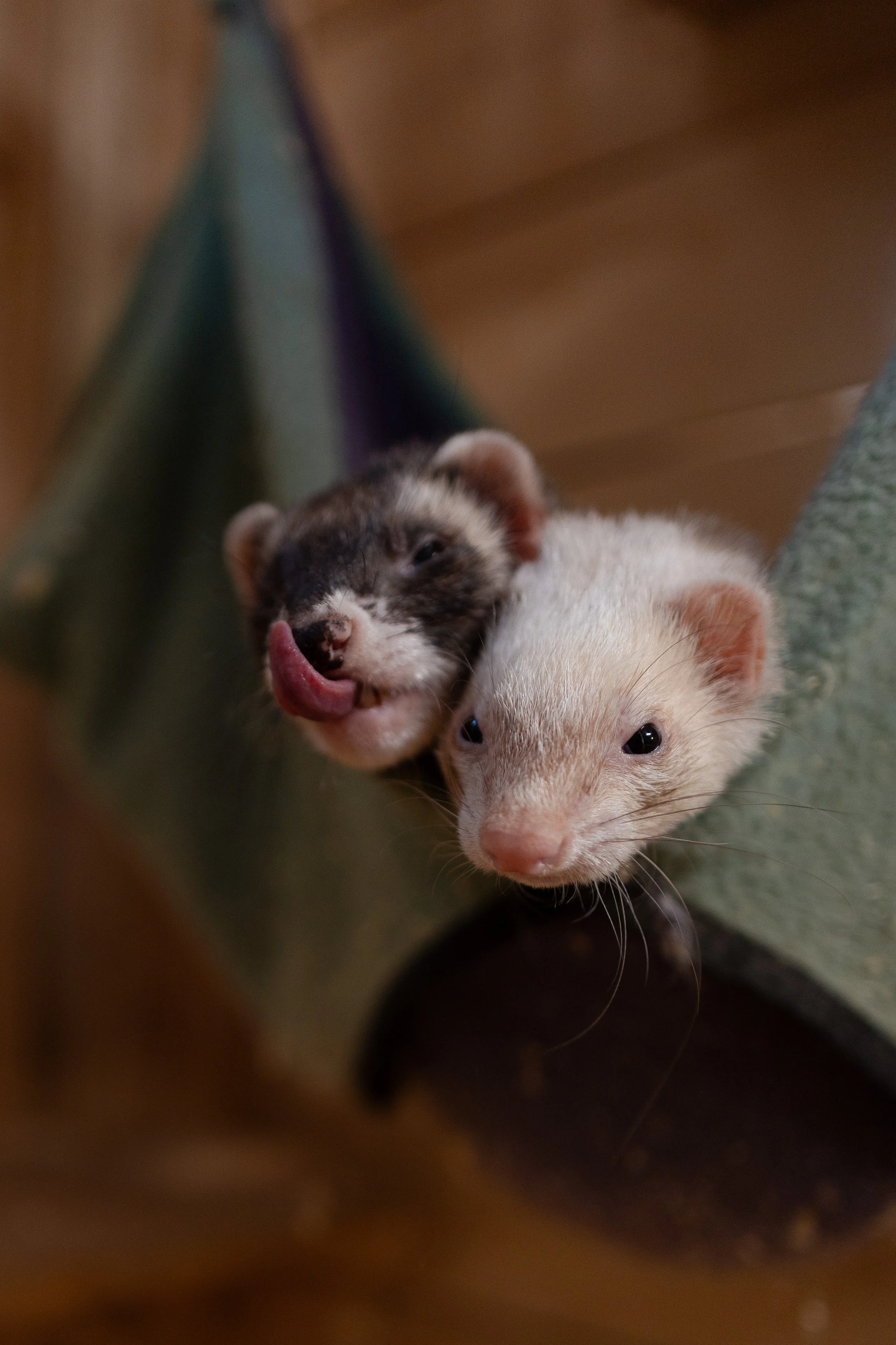 pet_photoshoots-4.jpg