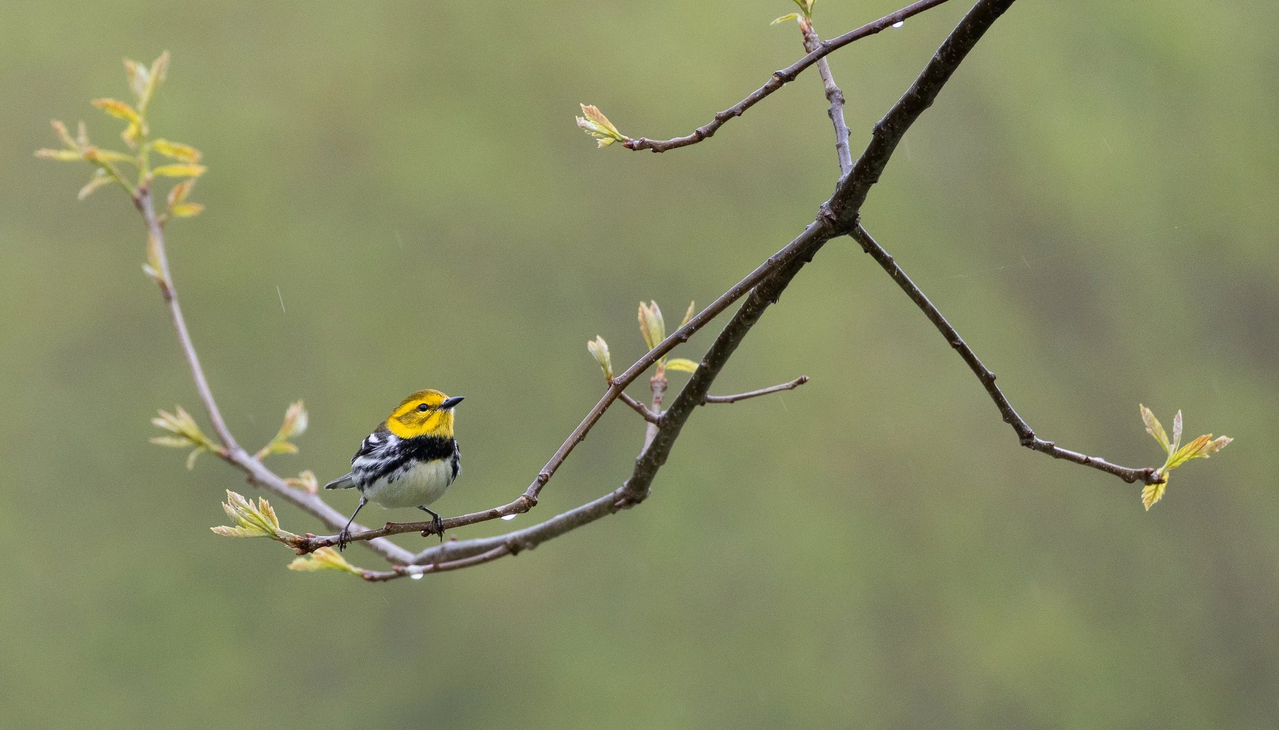 warblers-15.jpg