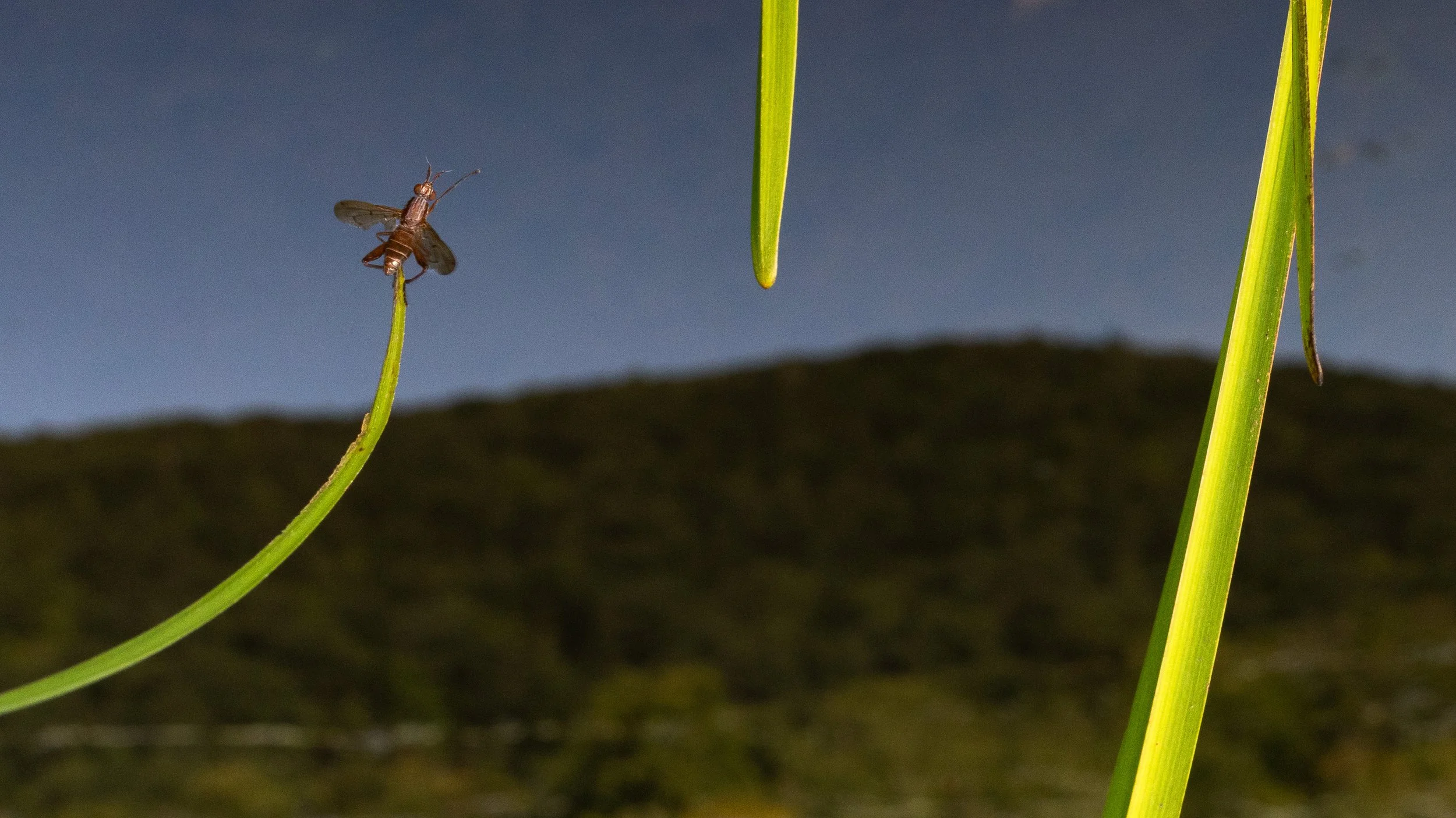 bugs-04.jpg