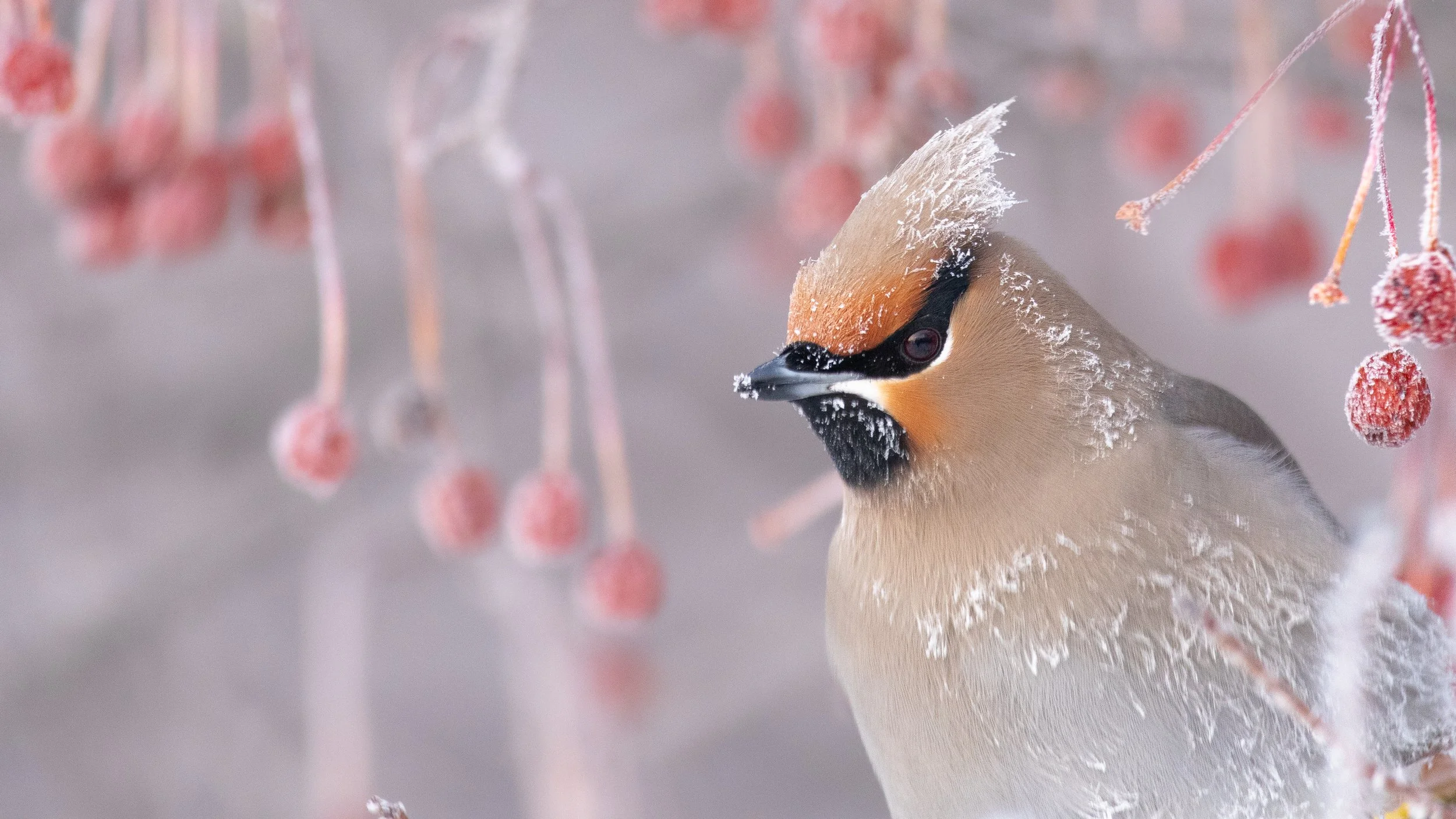 berry_brainfreeze-21.jpg