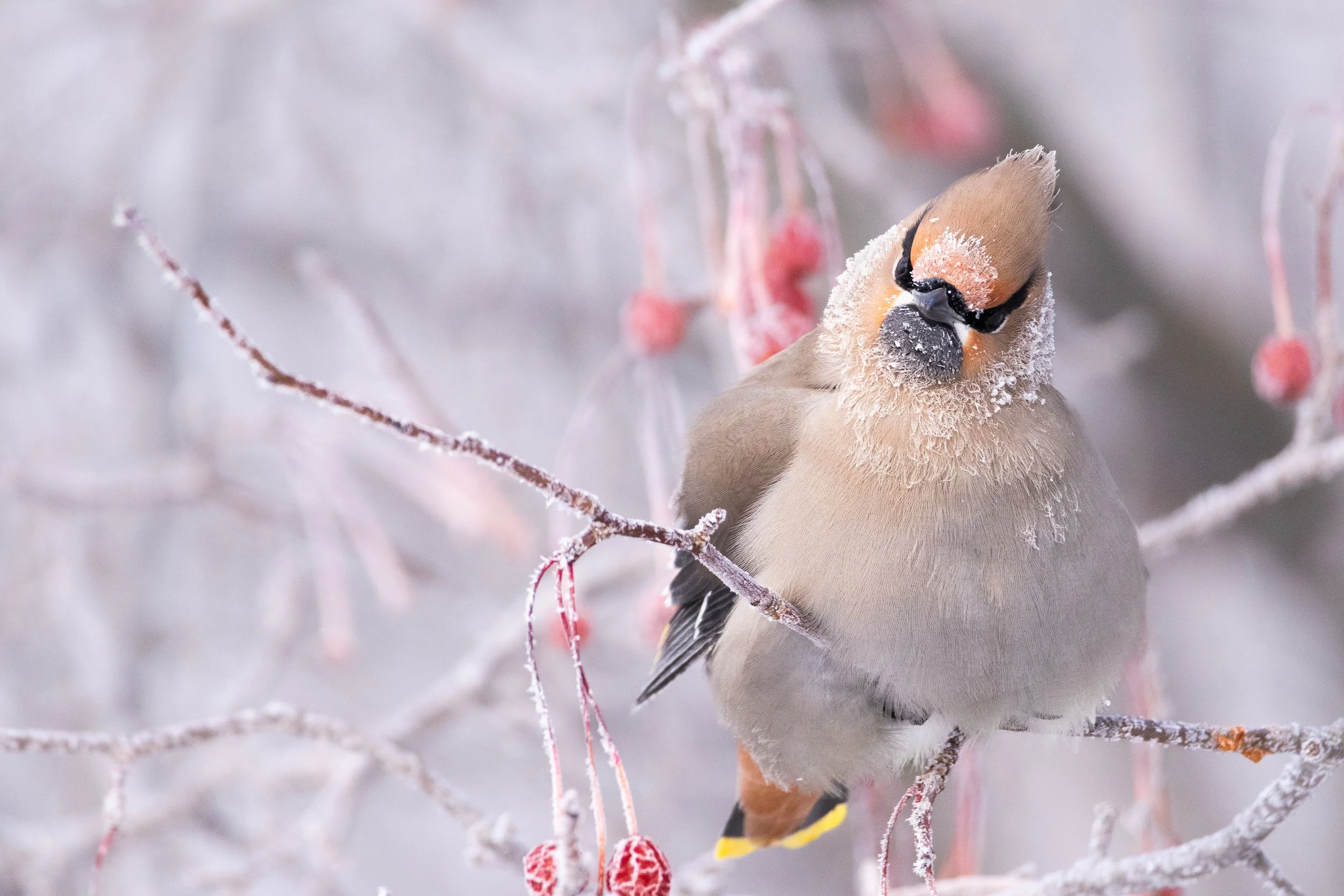 berry_brainfreeze-23.jpg