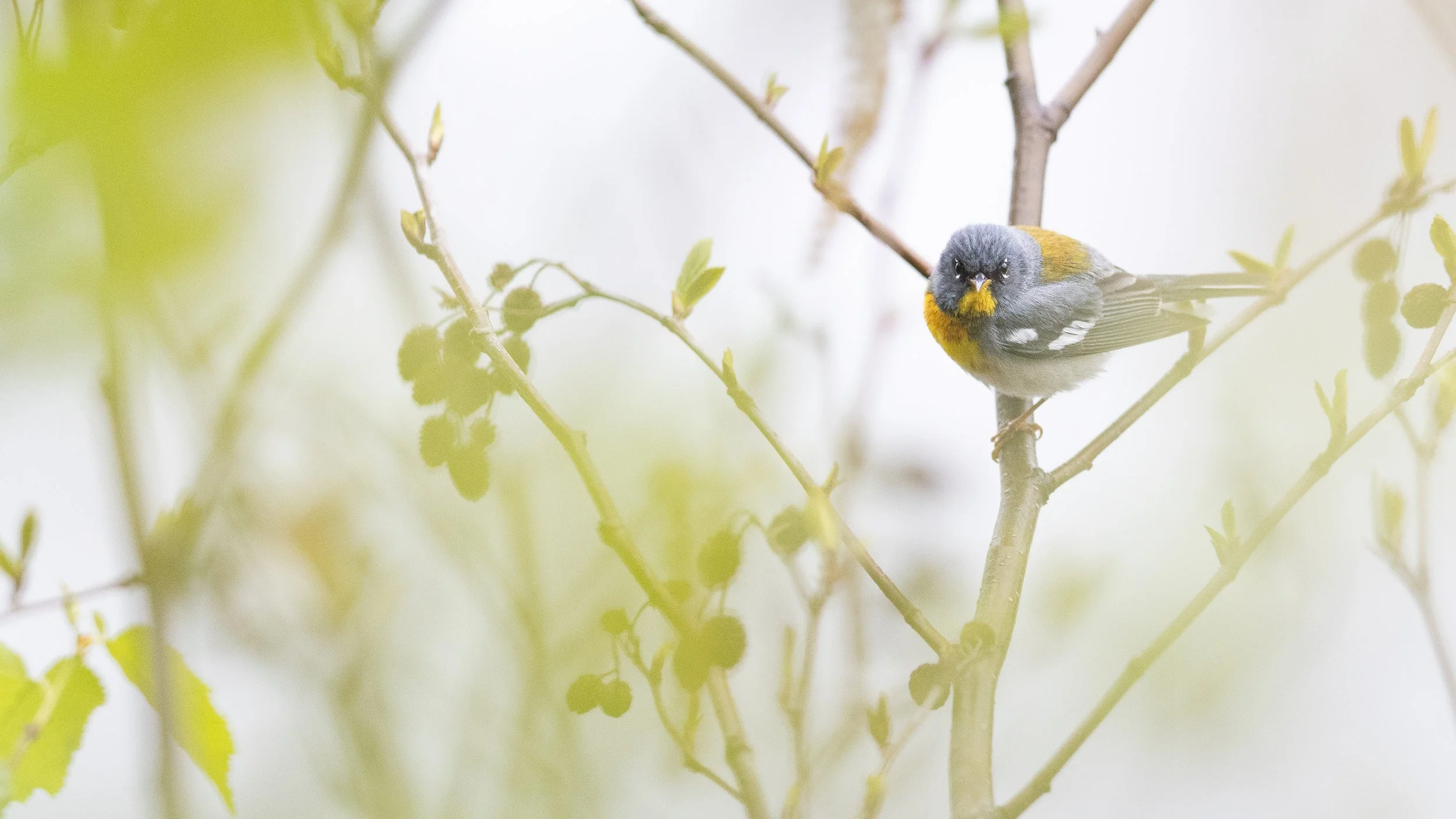 warblers-07.jpg