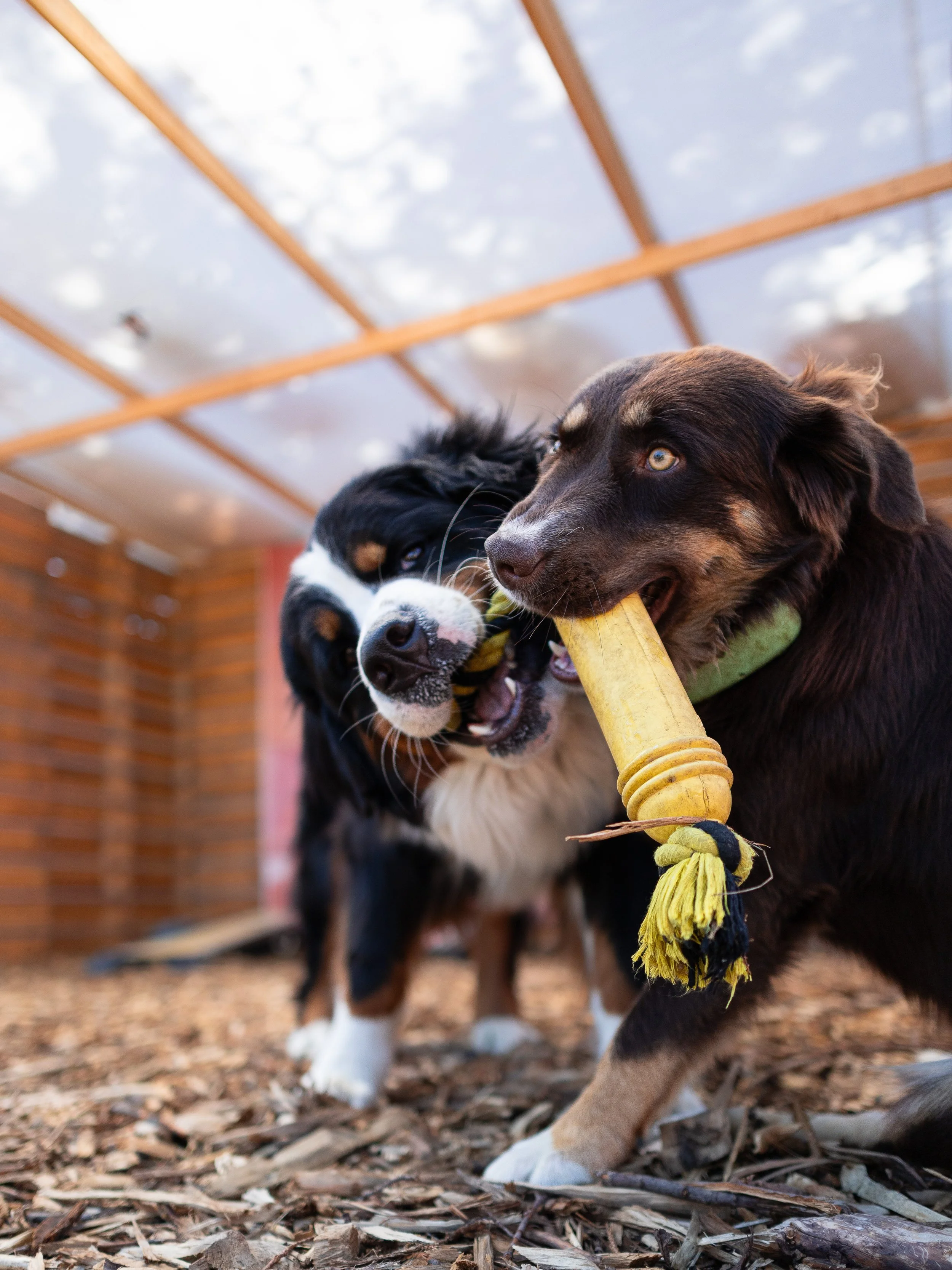 pet_photoshoots-3.jpg