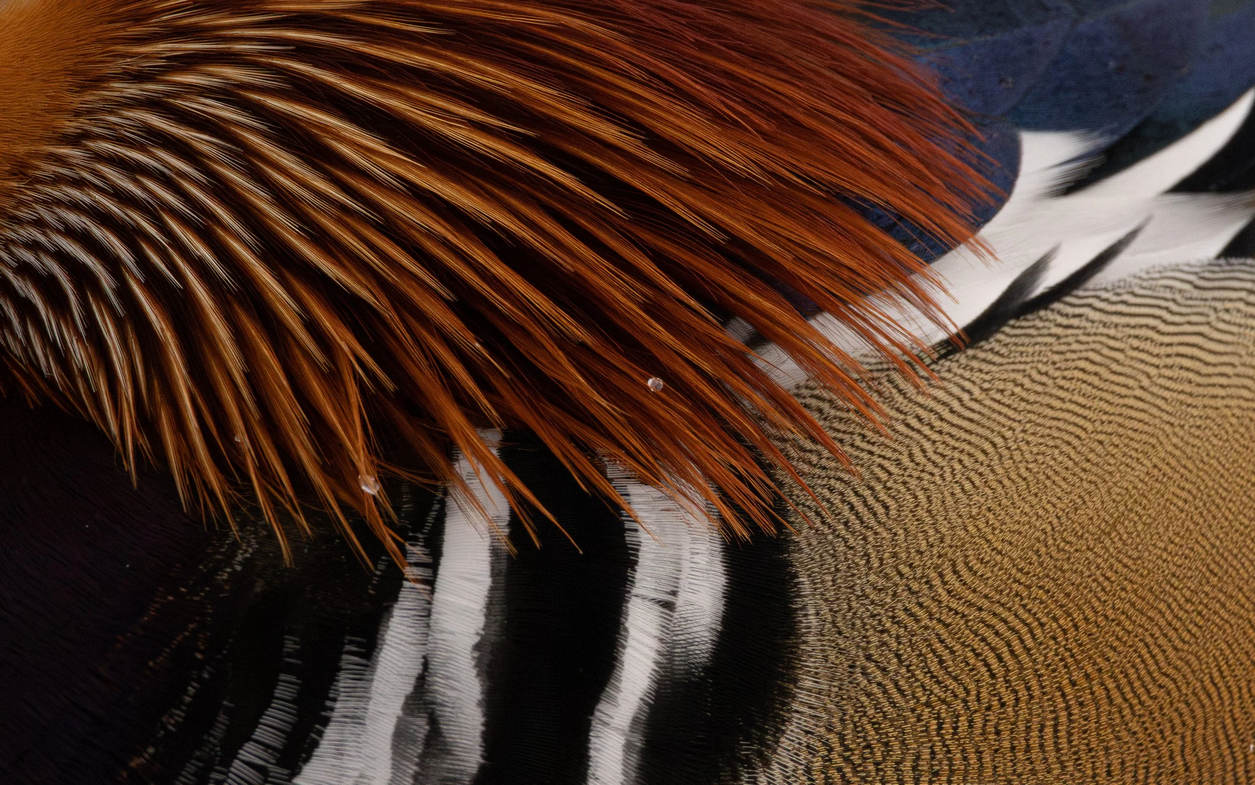 plumage6.jpg