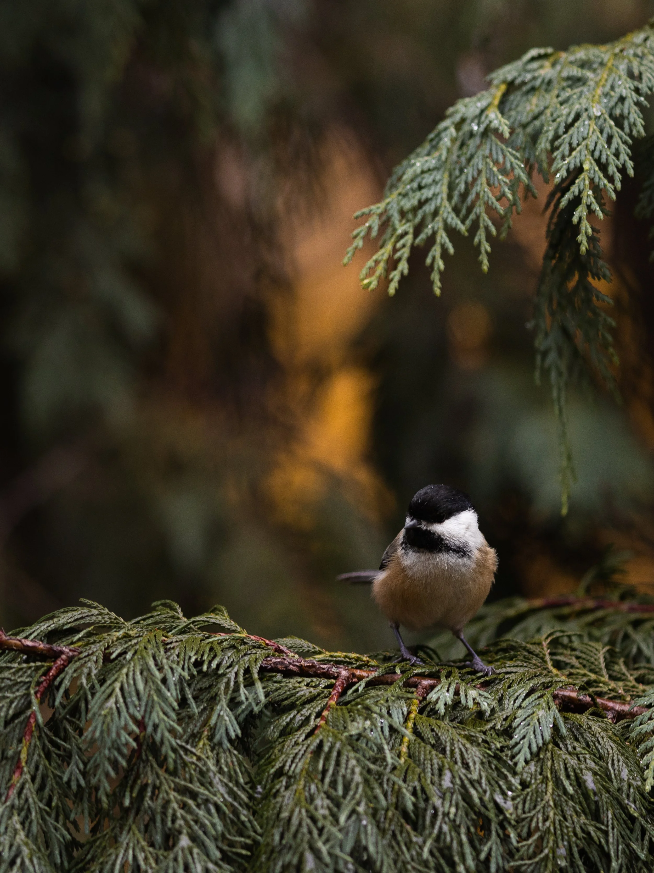 mood_forest-05.jpg