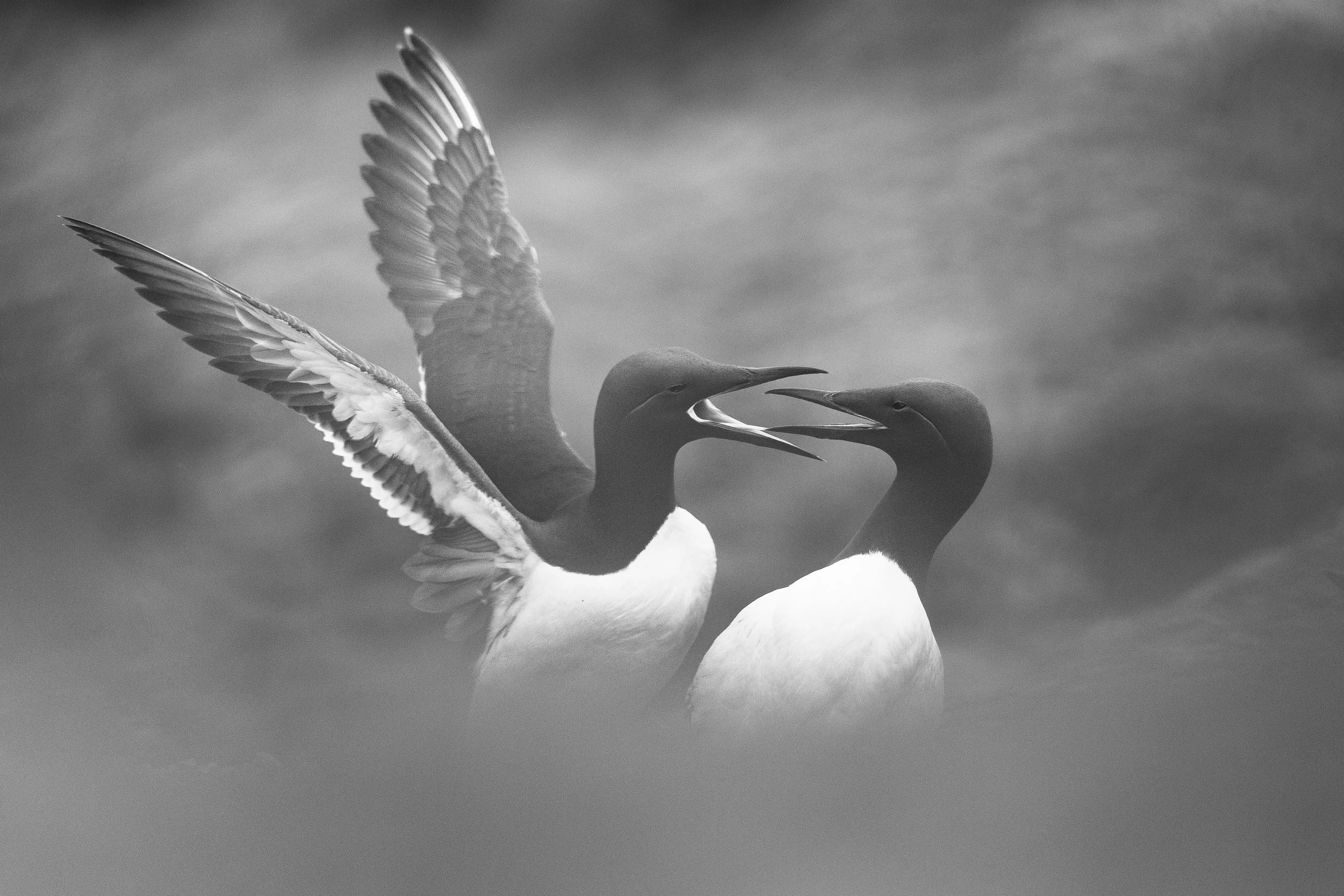 B&W-09.jpg