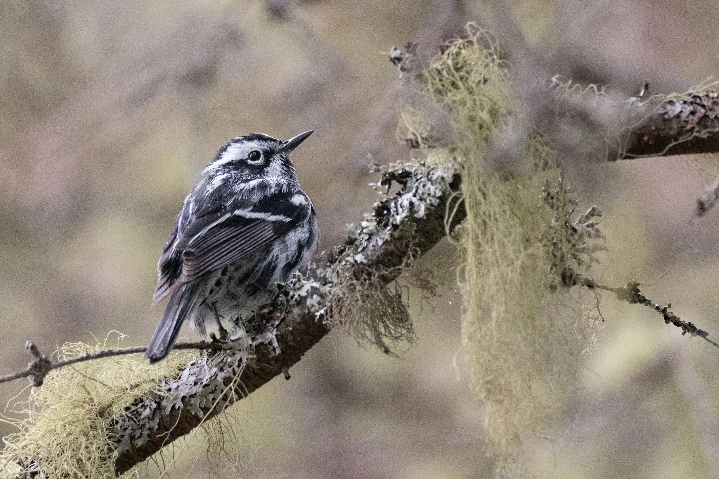 warblers-09.jpg